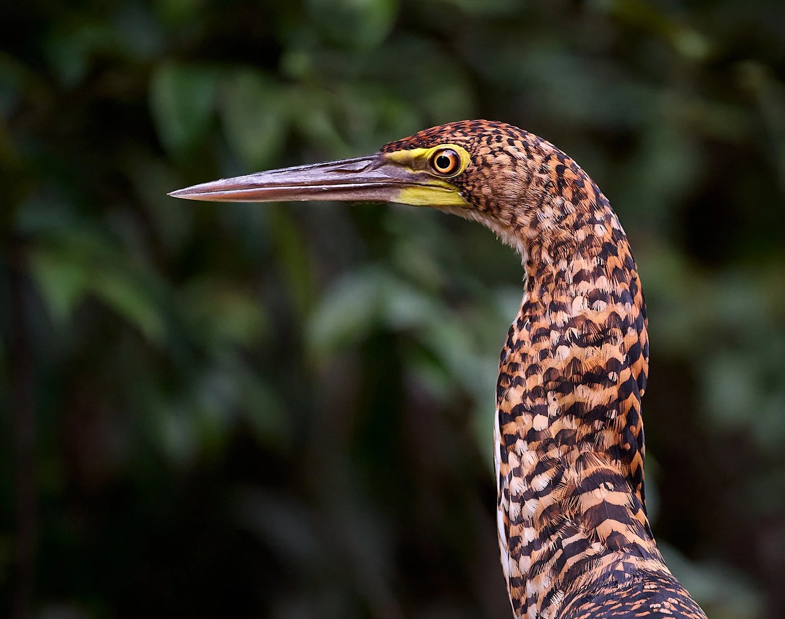 Rufescent Tiger-Heron