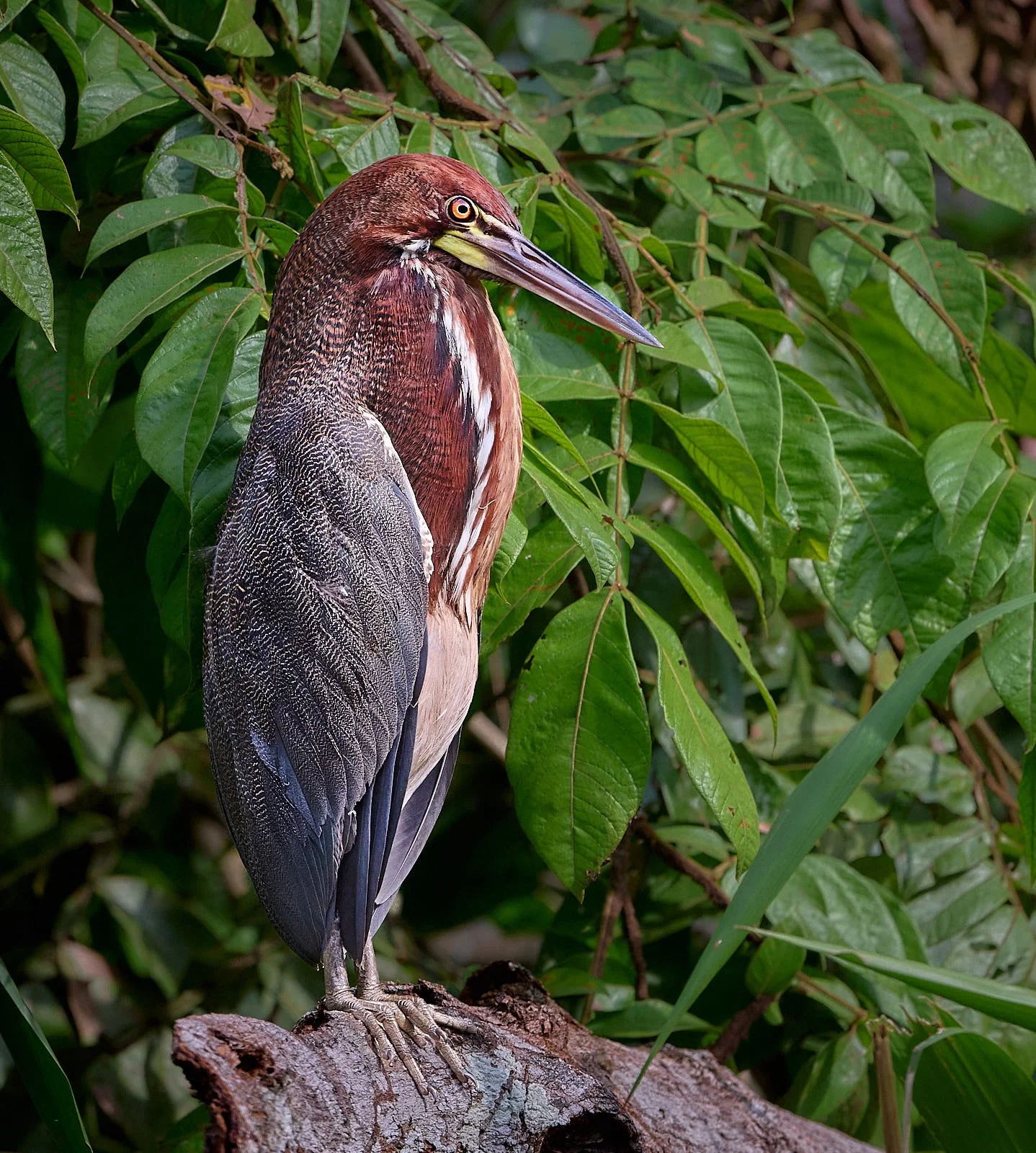 Rufescent Tiger-Heron