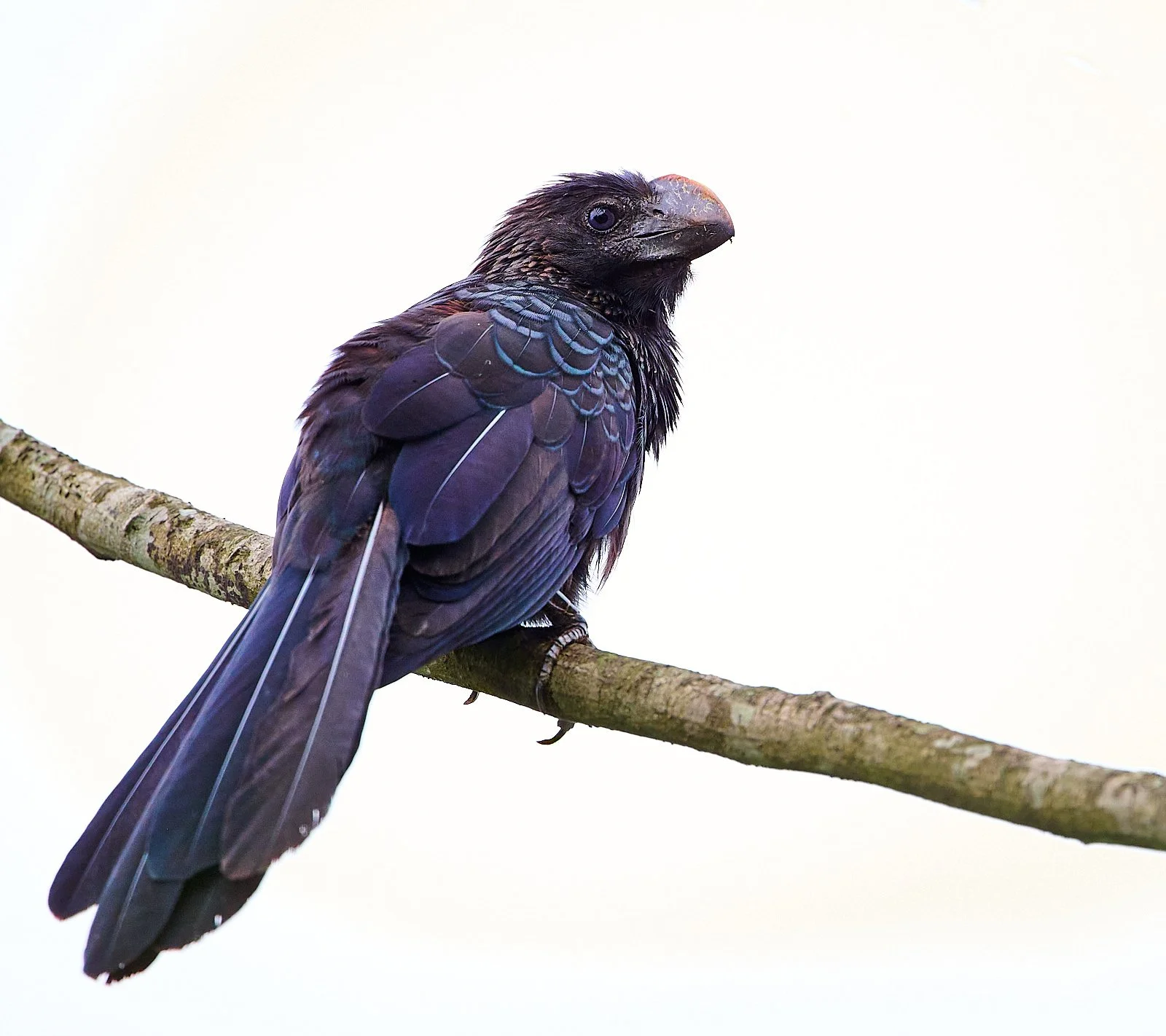 Smooth-billed Ani