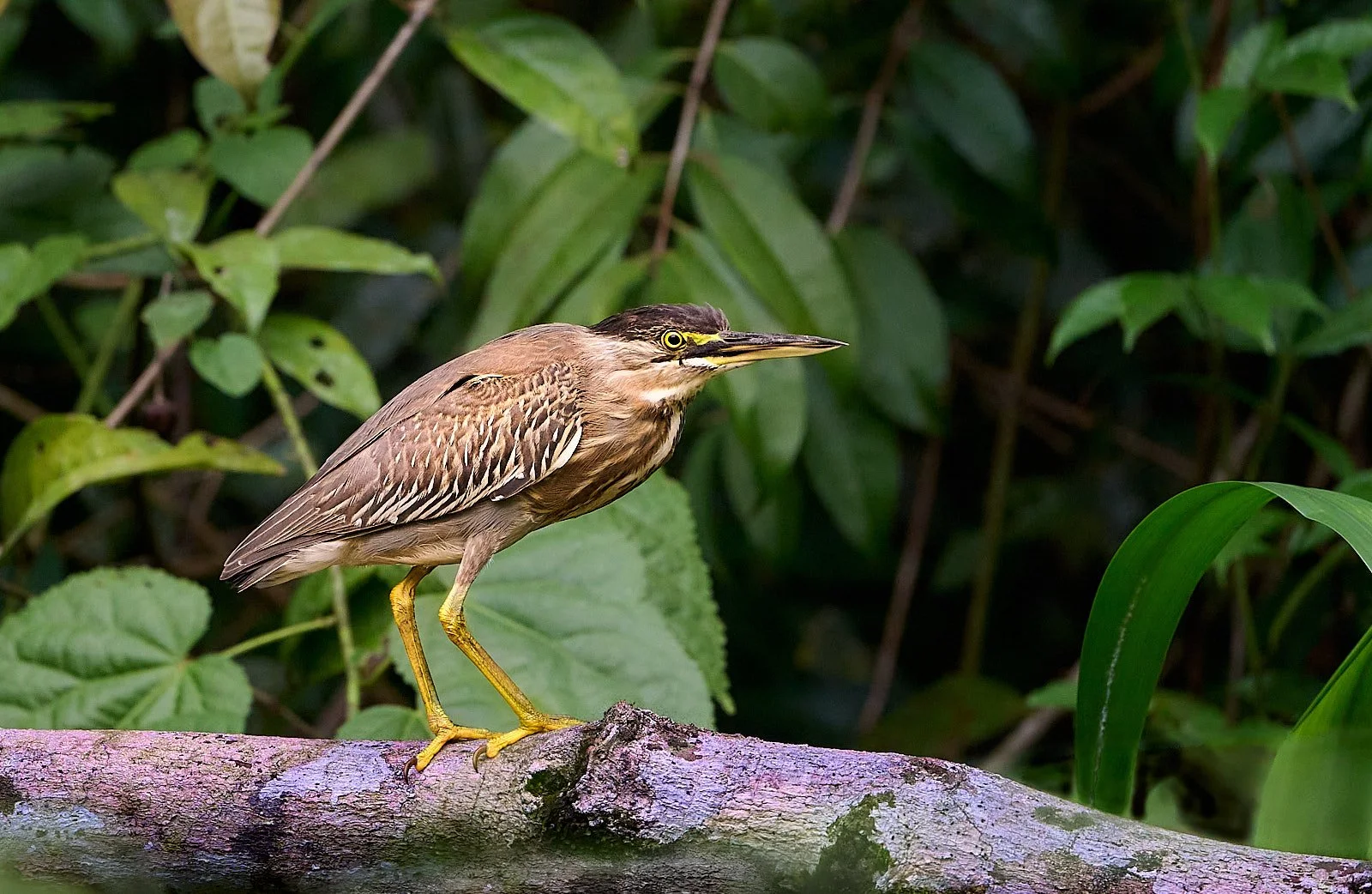 Striated Heron