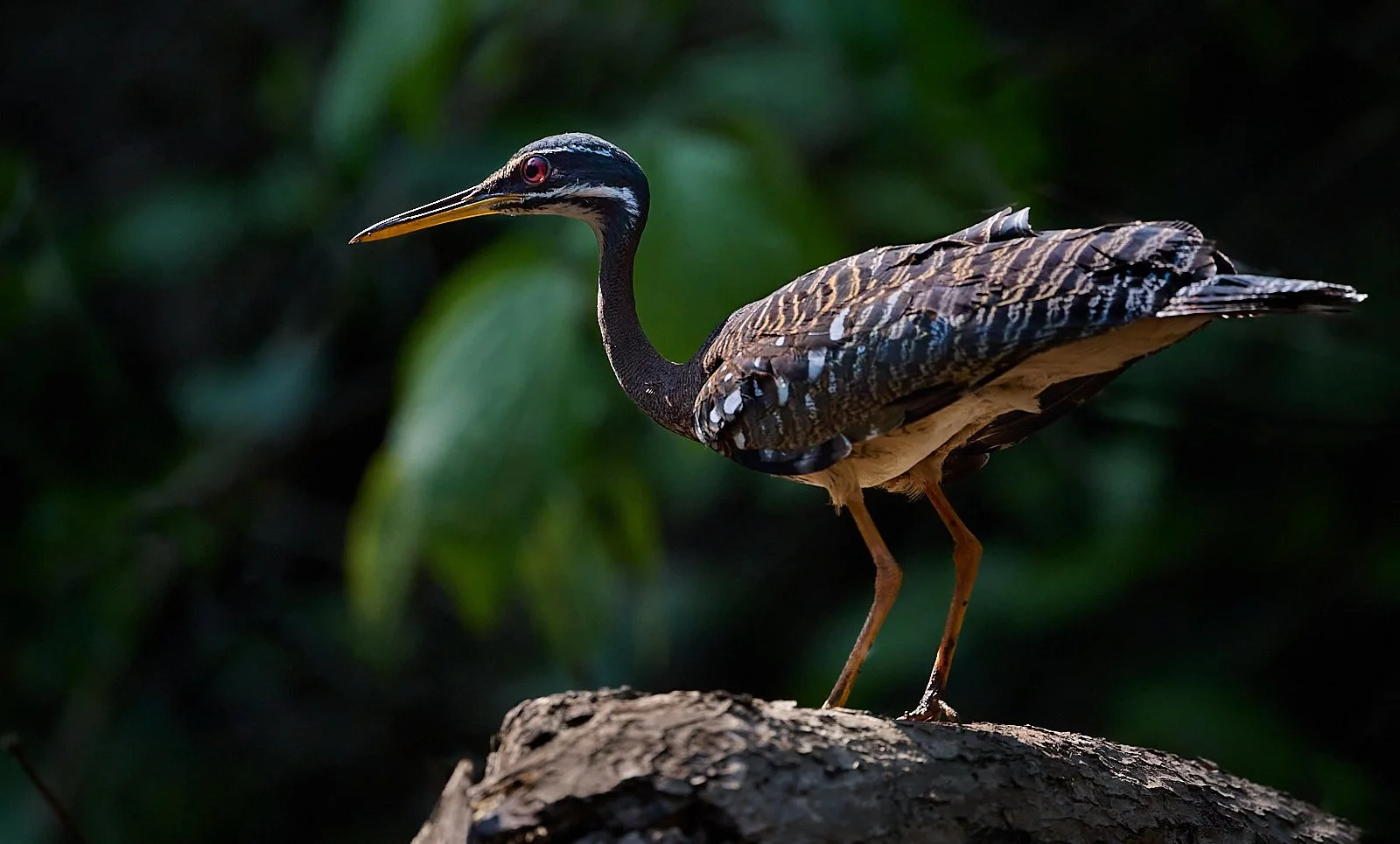 Sunbittern