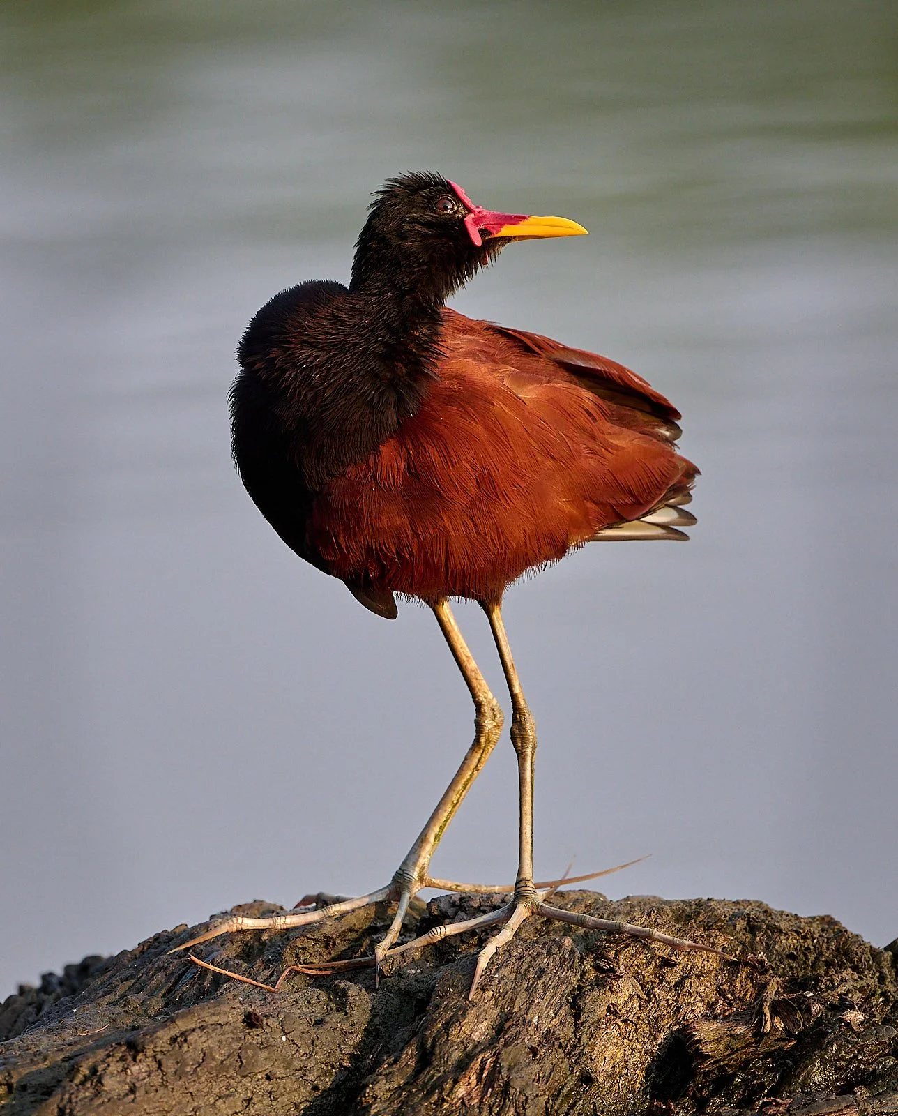 Wattled Jacana