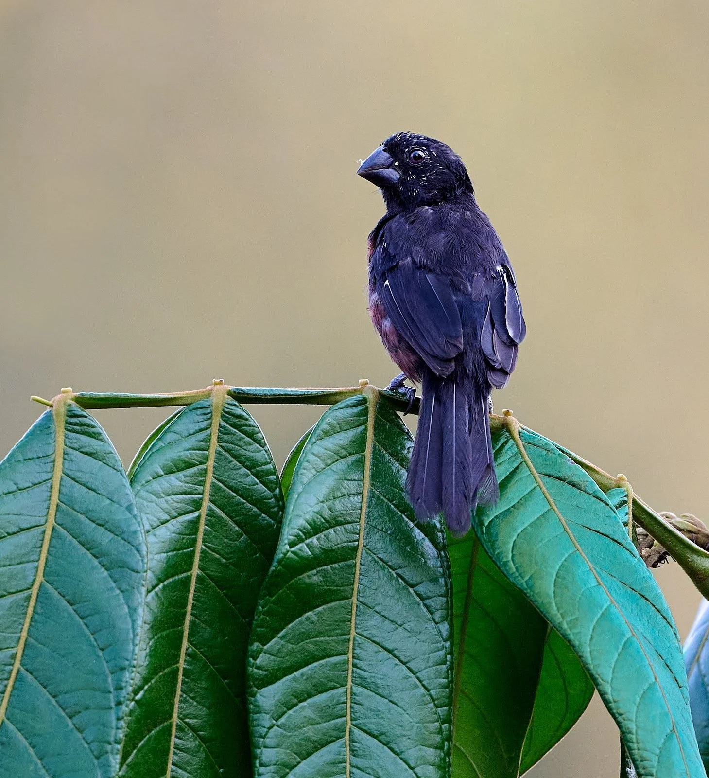 Chestnut-bellied Seed-Finch