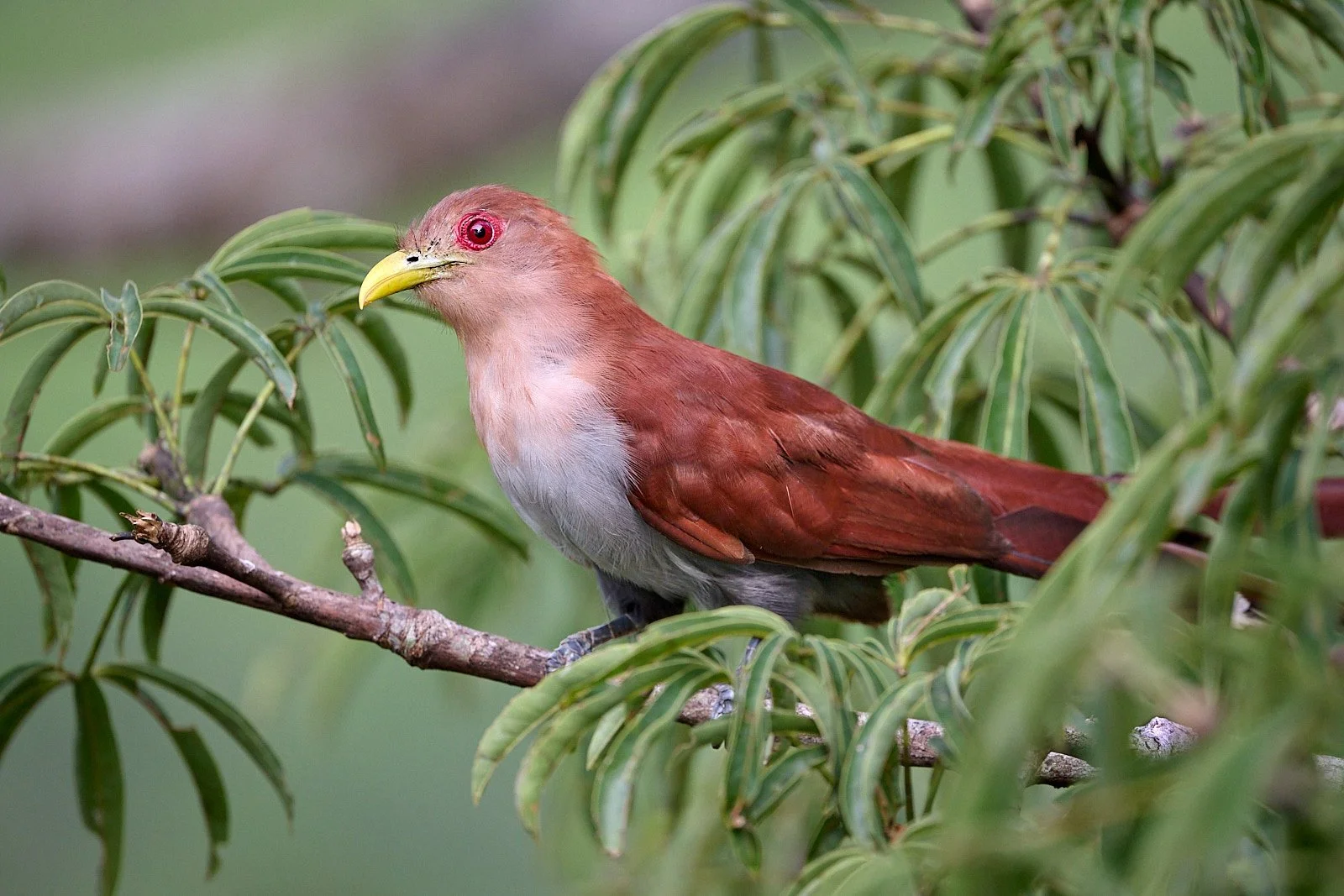 Common Squirrel-Cuckoo