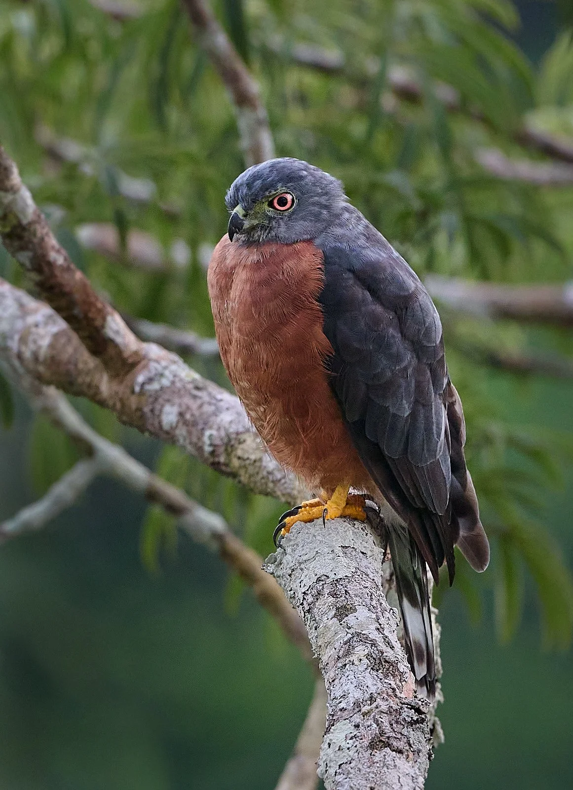 Double-toothed Kite