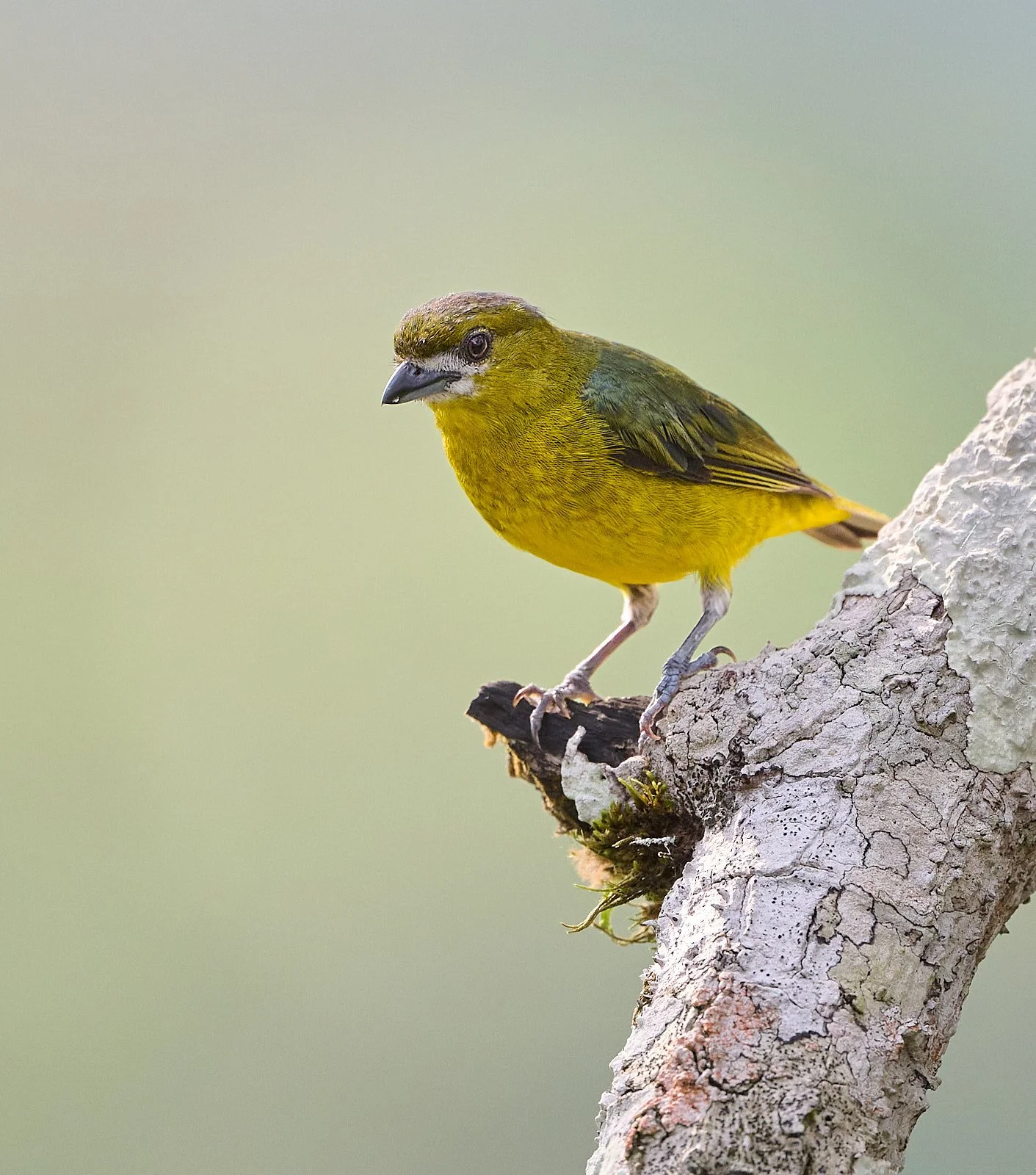 Golden-bellied Euphonia