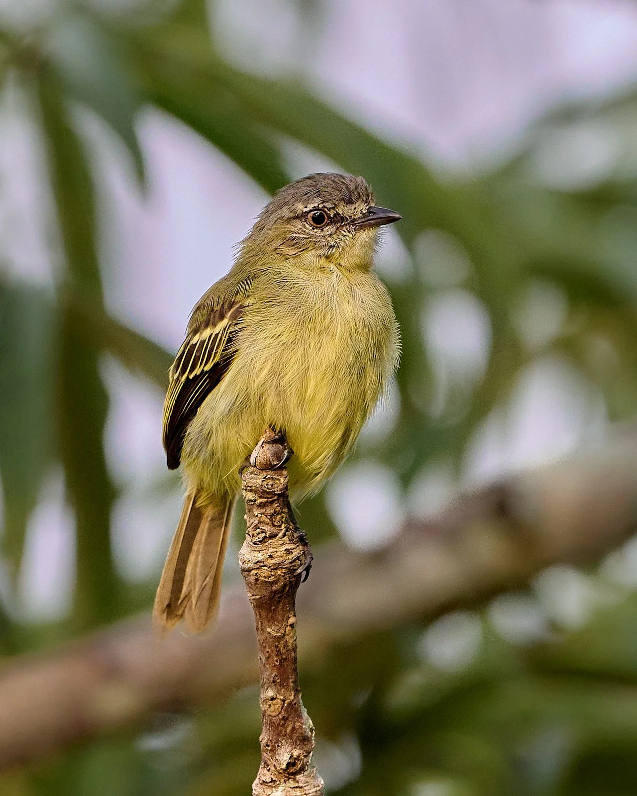 Gray-crowned Flatbill