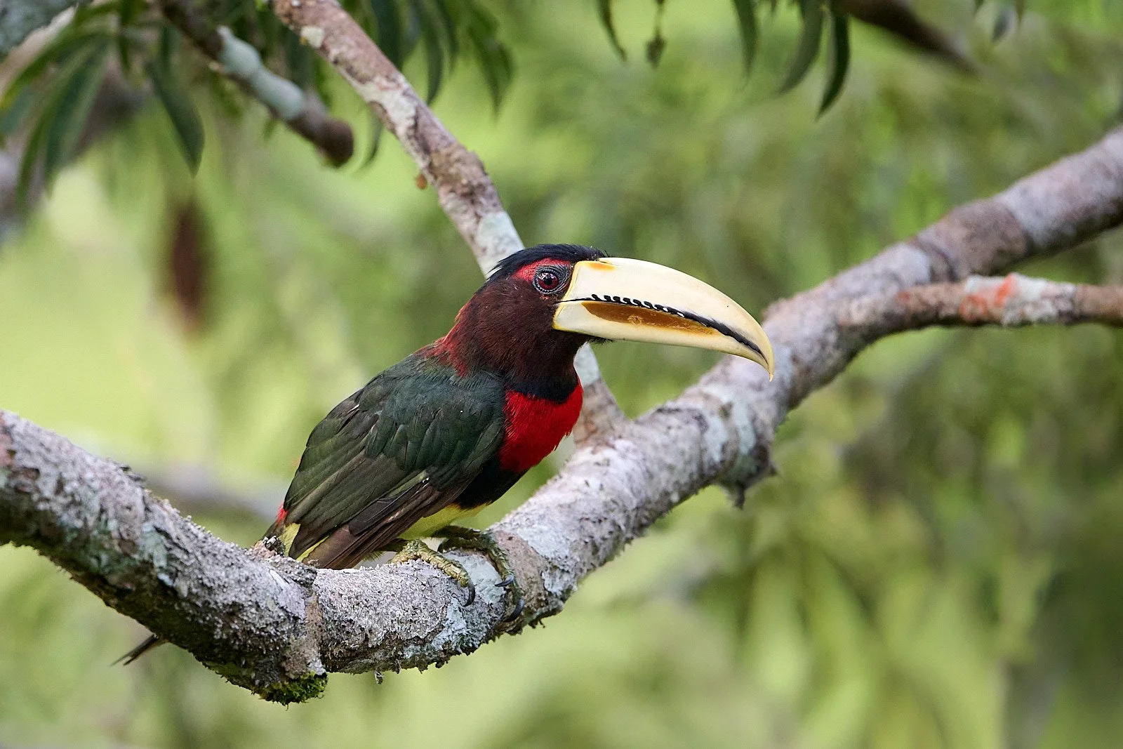 Many-banded Aracari