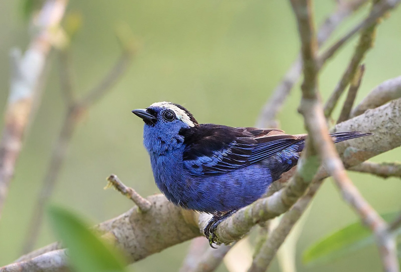 Opal-crowned Tanager