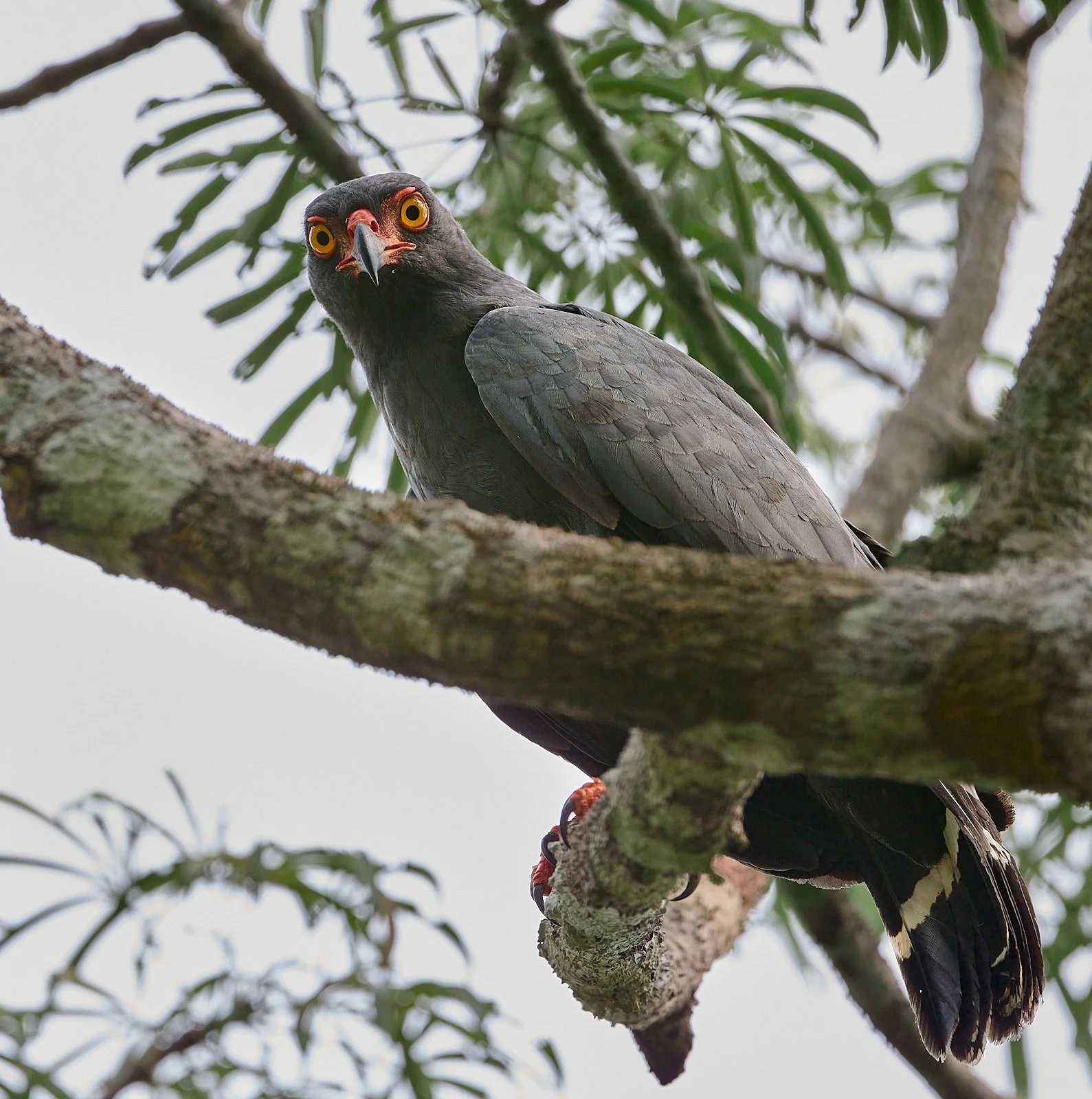 Slate-colored Hawk