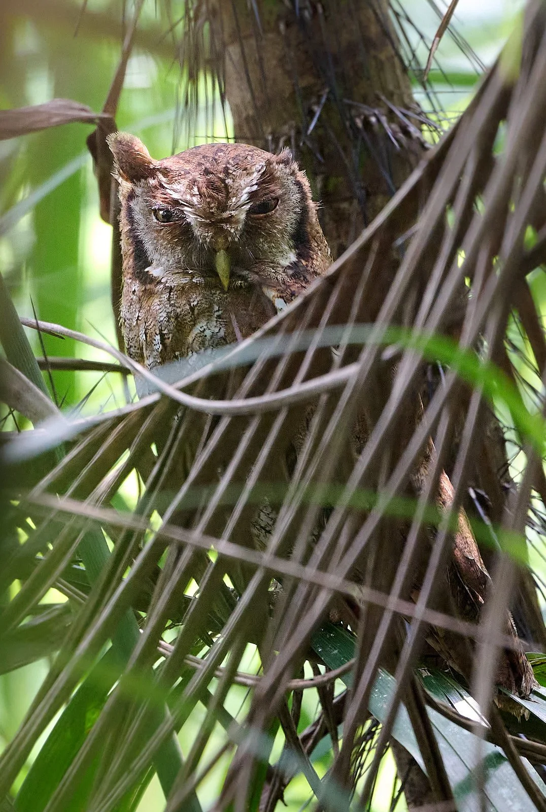 Tropical Screech-Owl