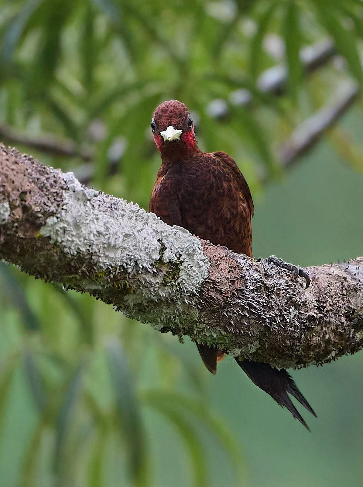 Waved Woodpecker