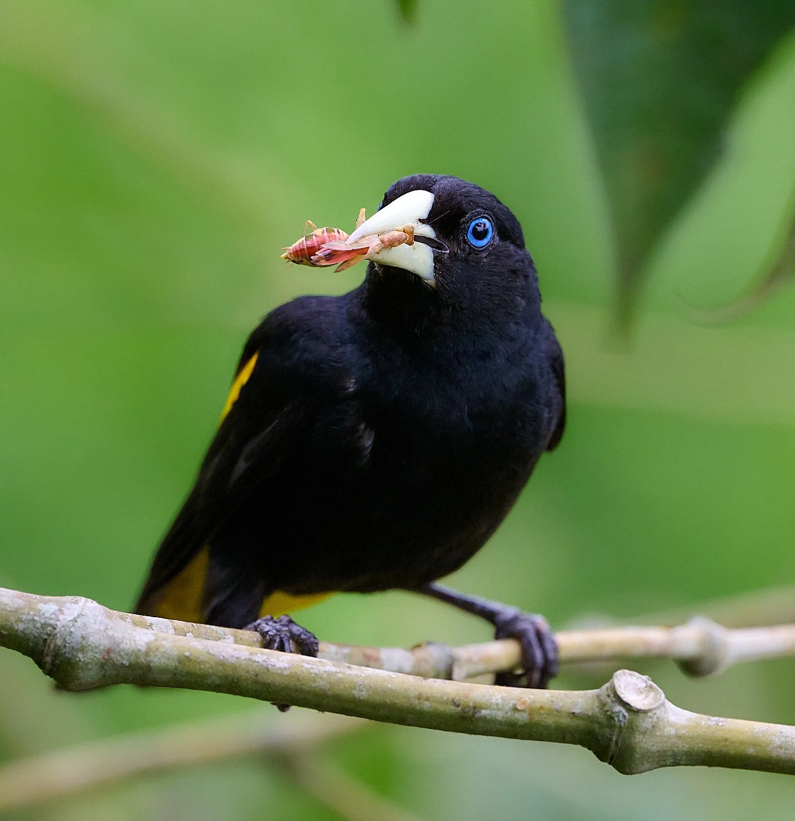 Yellow-rumped Cacique