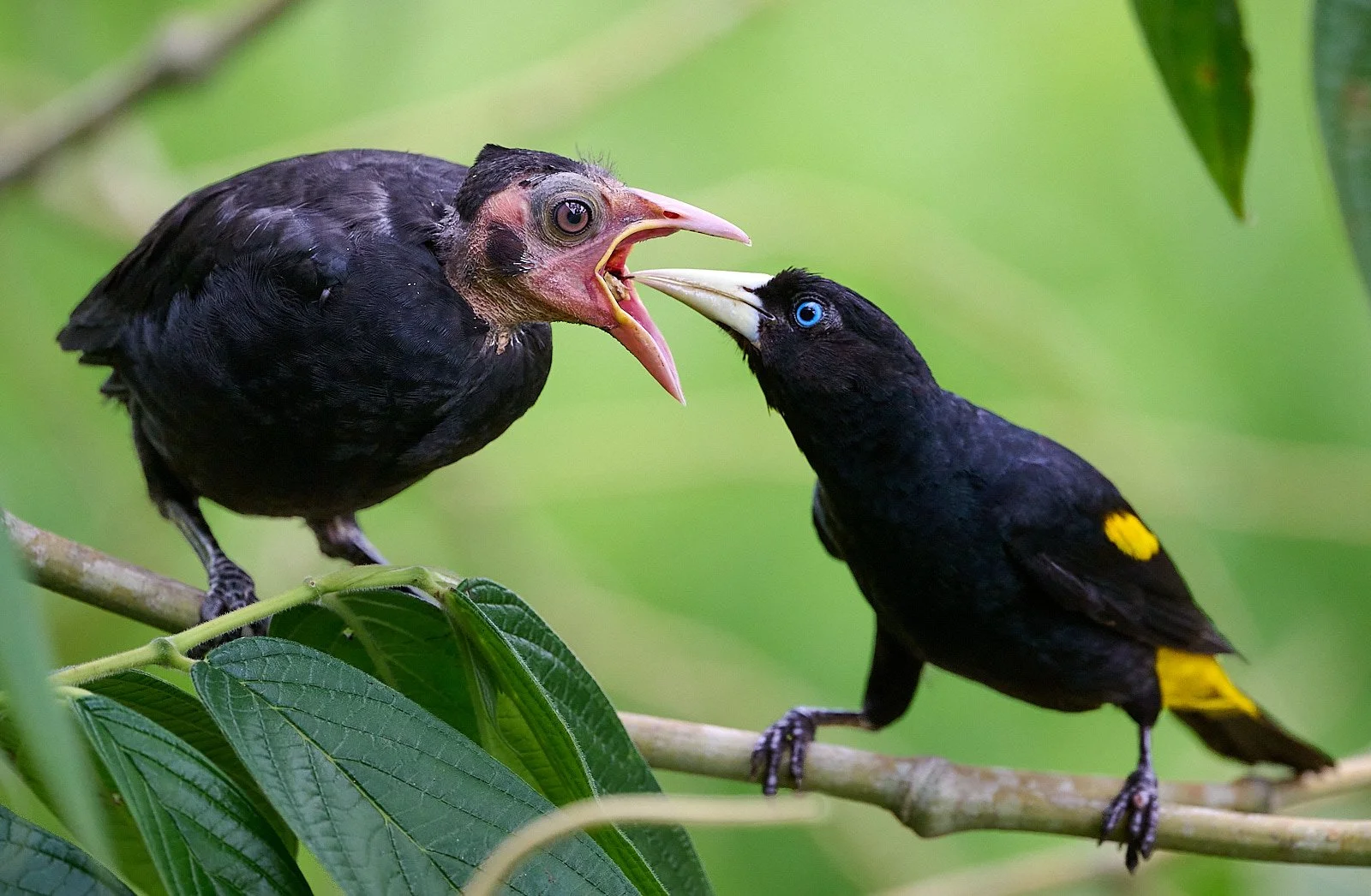 Yellow-rumped Cacique &amp; young