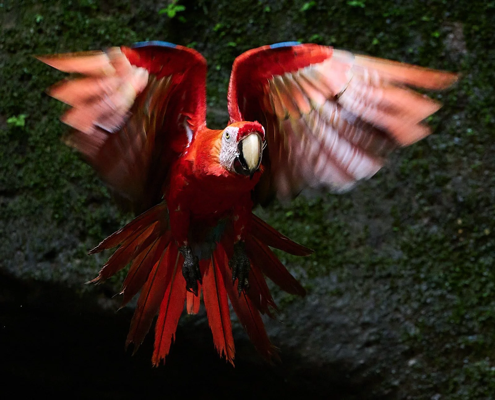 Ecuador: Andes to the Amazon. February 2026.