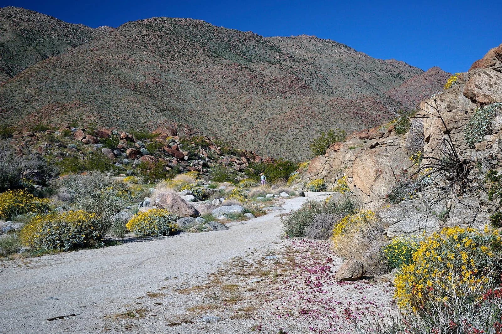 Anza Borrego
