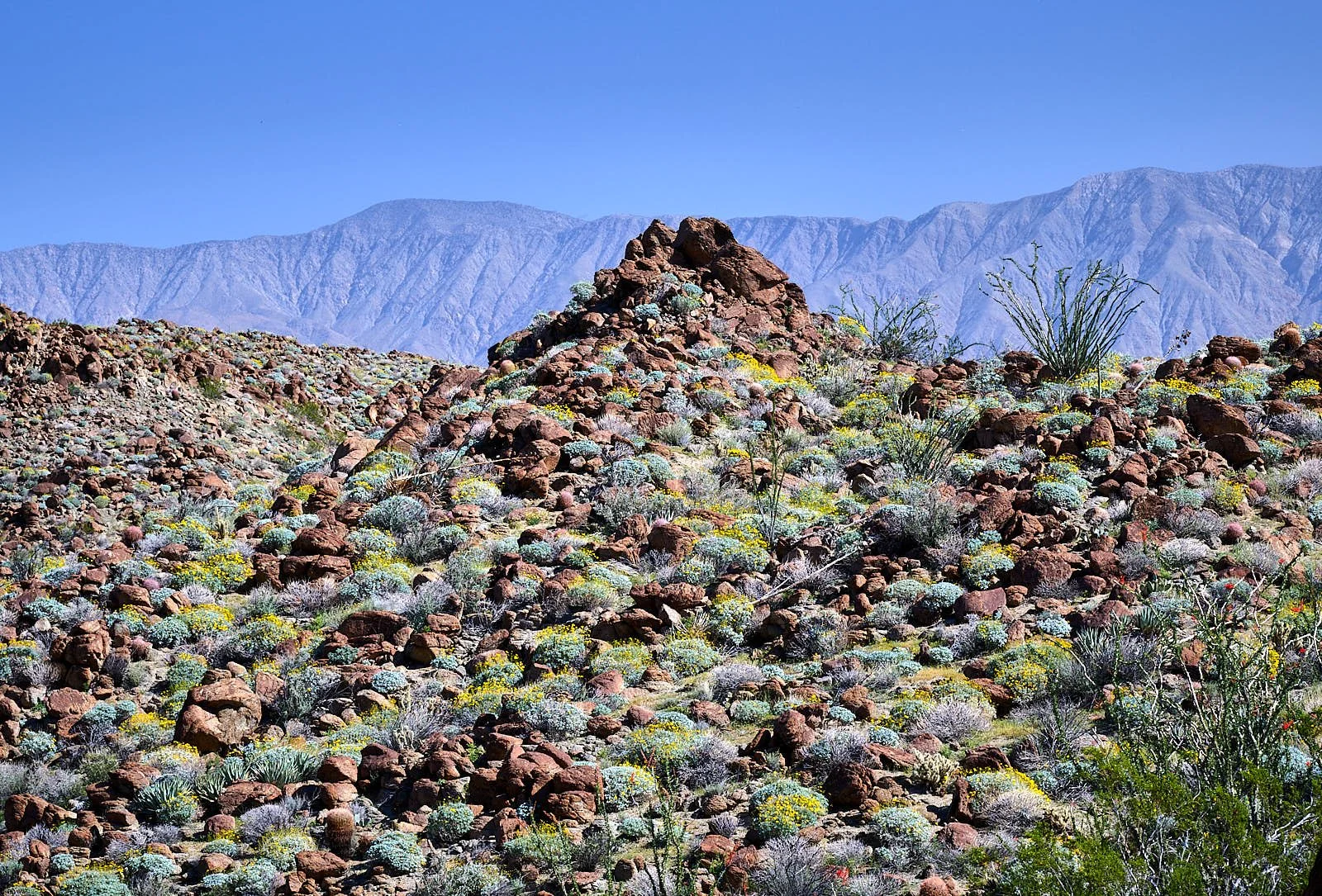 Anza Borrego