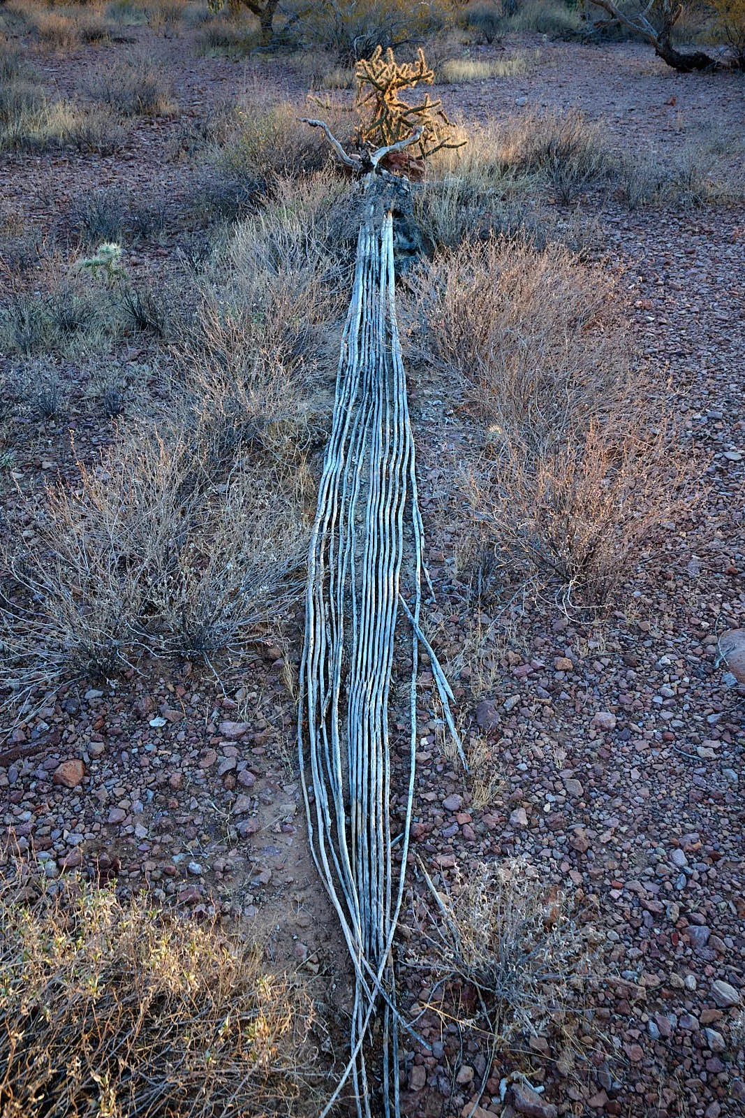 Organ Pipe Cactus Monument