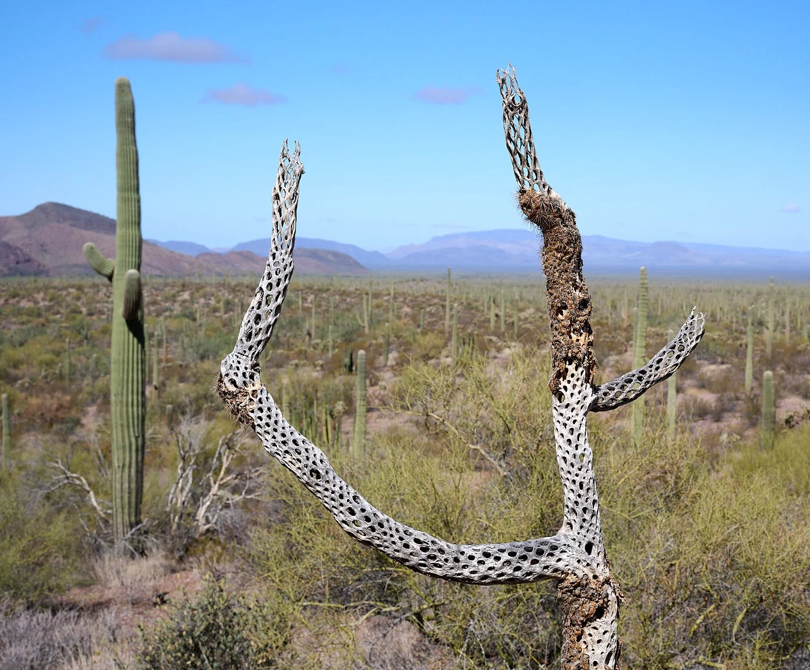 Organ Pipe Cactus Monument