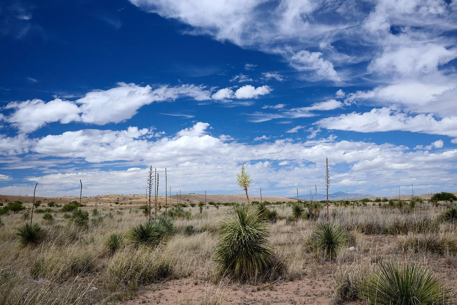 Las Cienegas