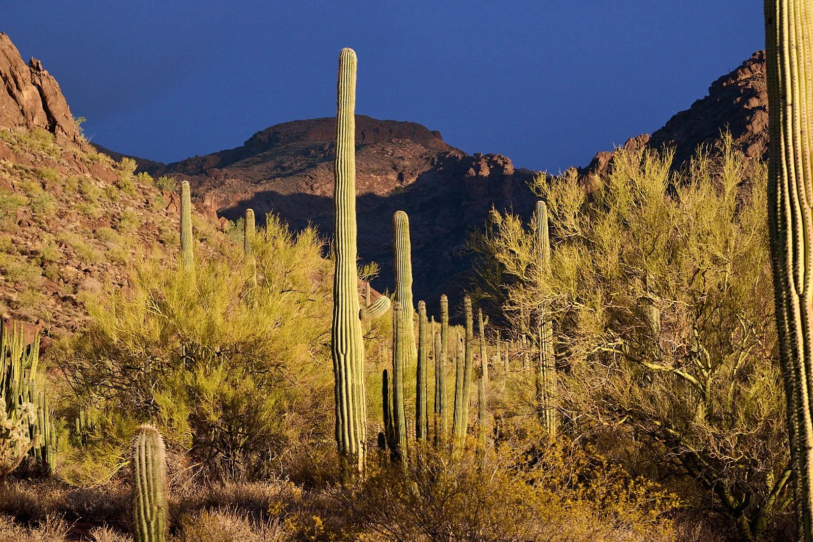 Organ Pipe Cactus National Monument