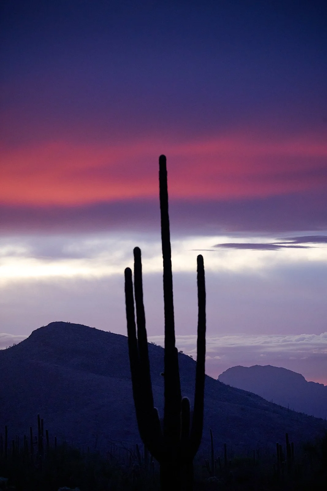 Organ Pipe Cactus National Monument