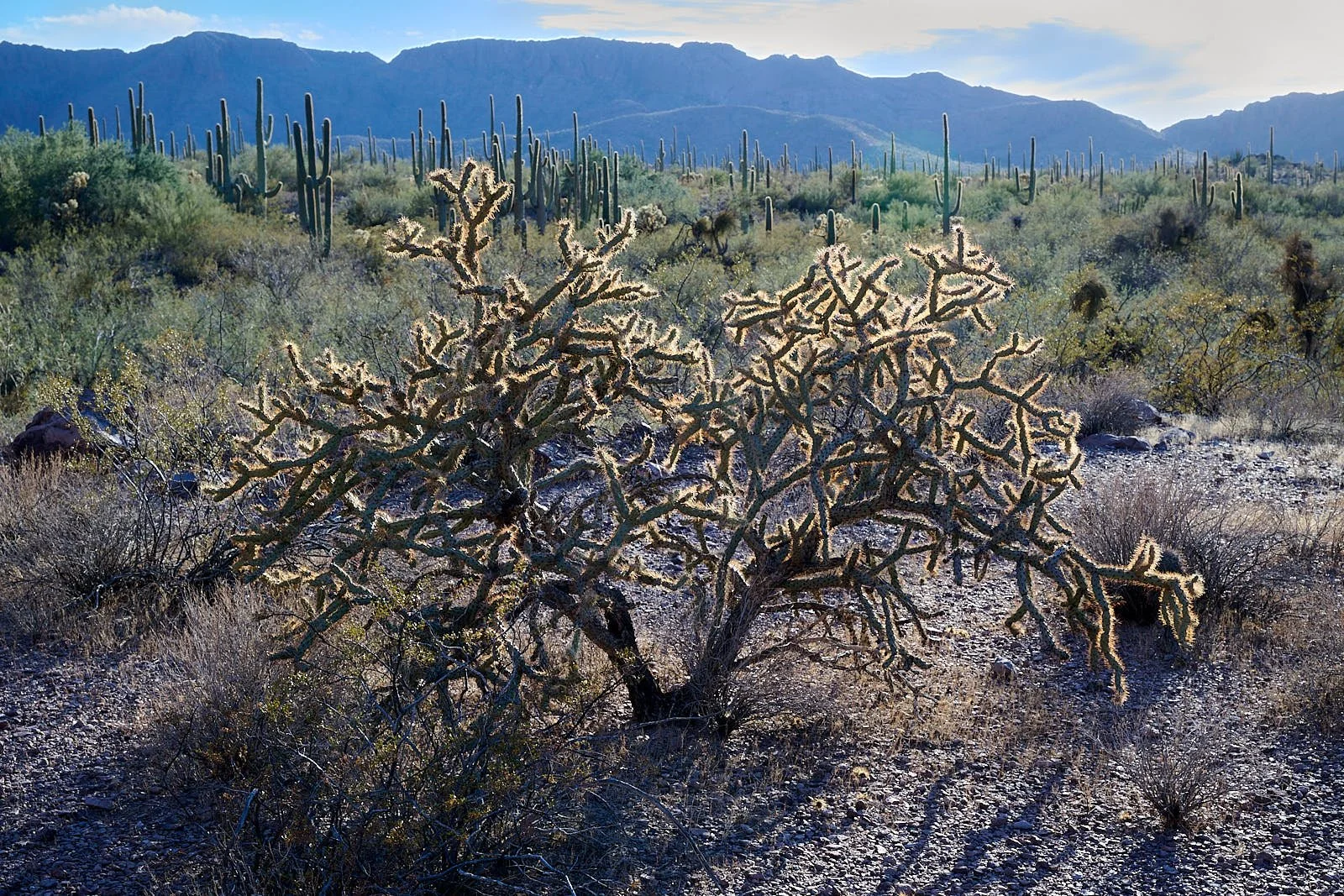 plant GDW_2095.jpg