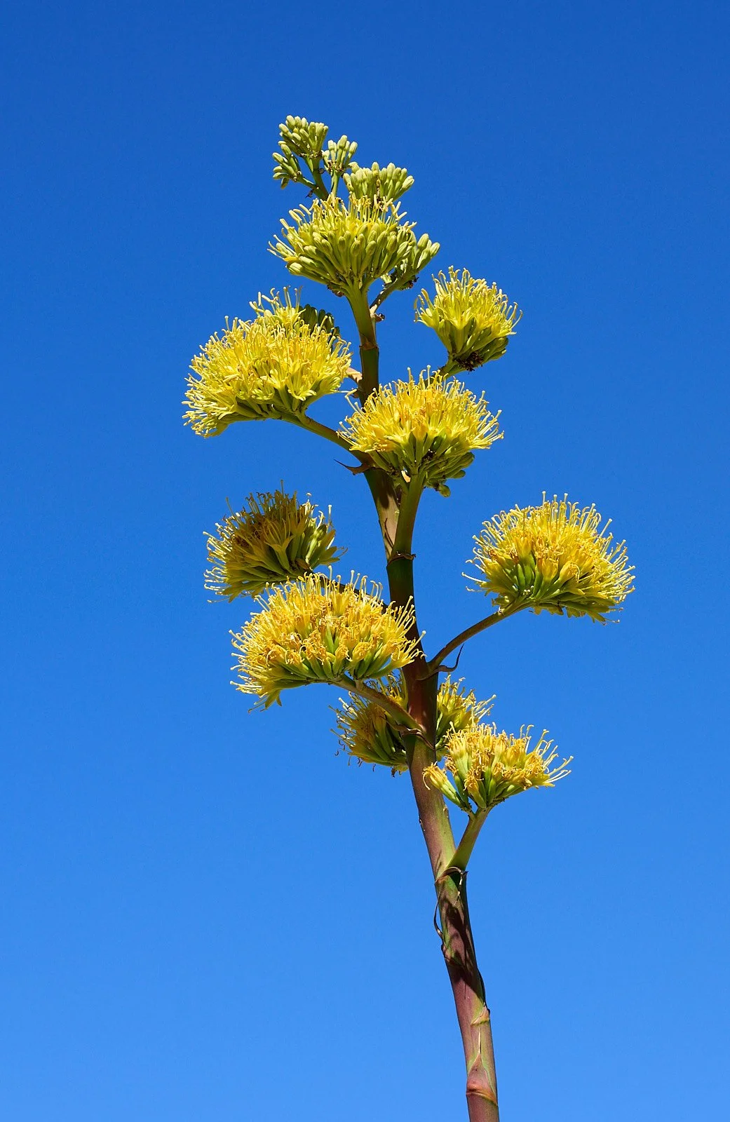 Agave spp