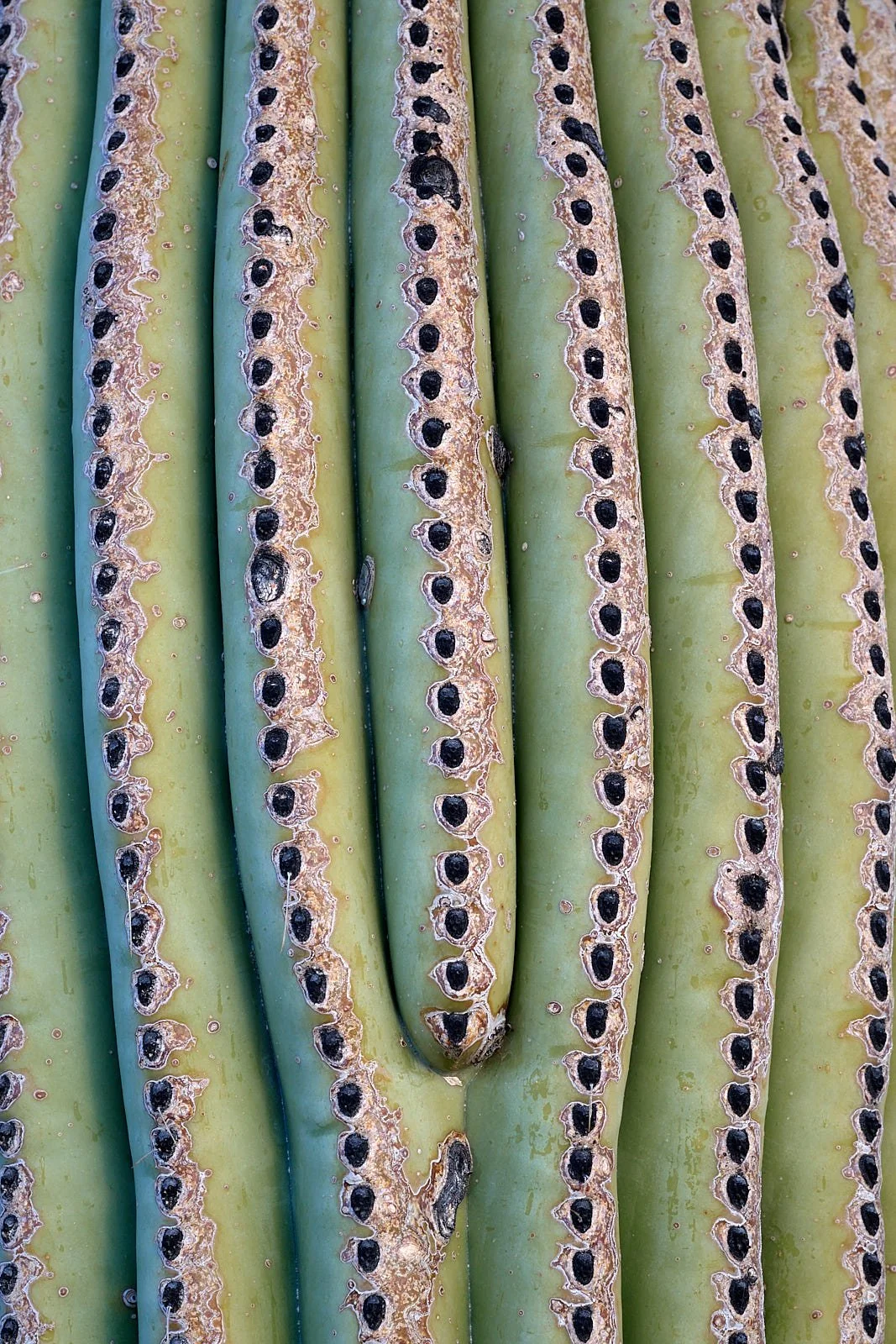 Saguaro detail