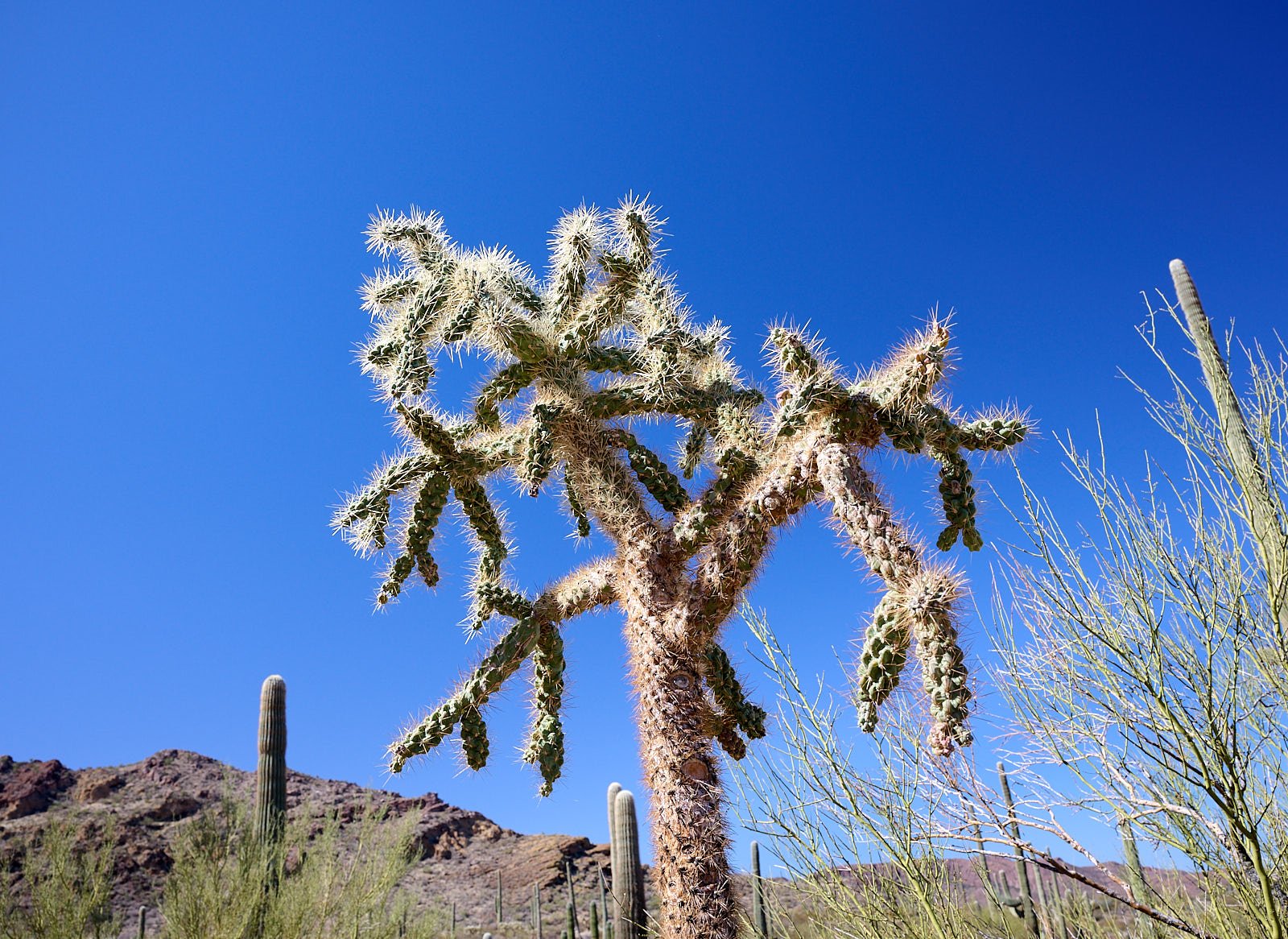 Chain link cholla