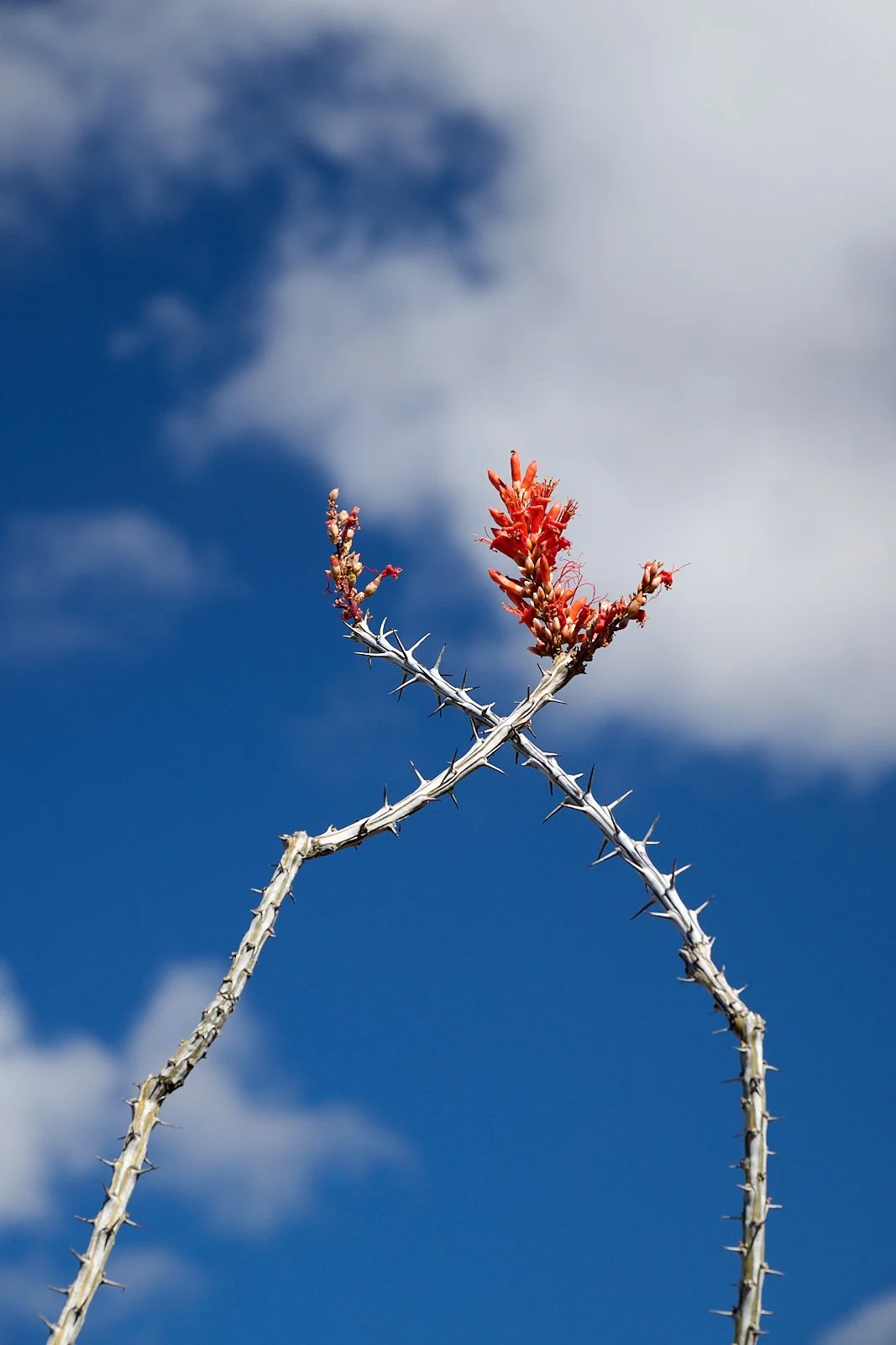 Ocotillo