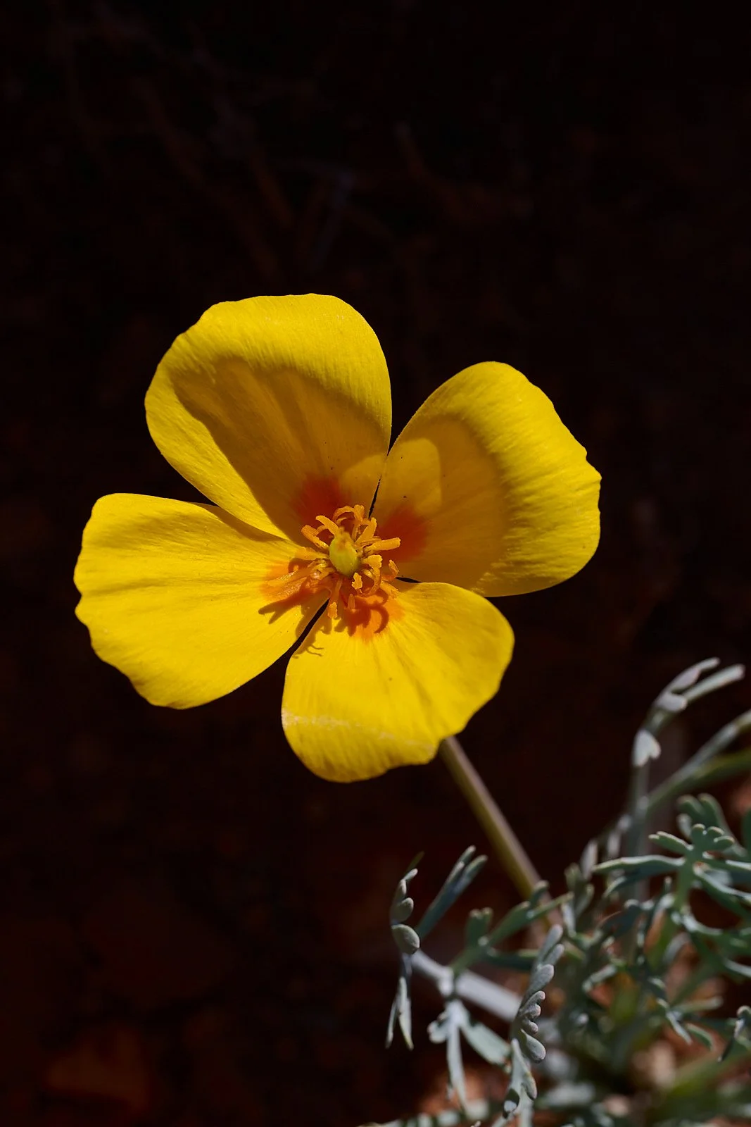 Pygmy golden poppy