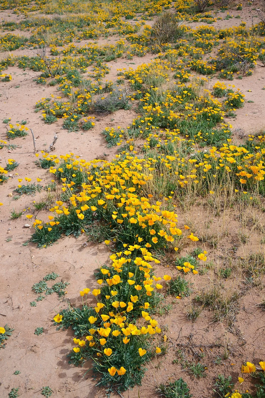 Mexican gold poppy
