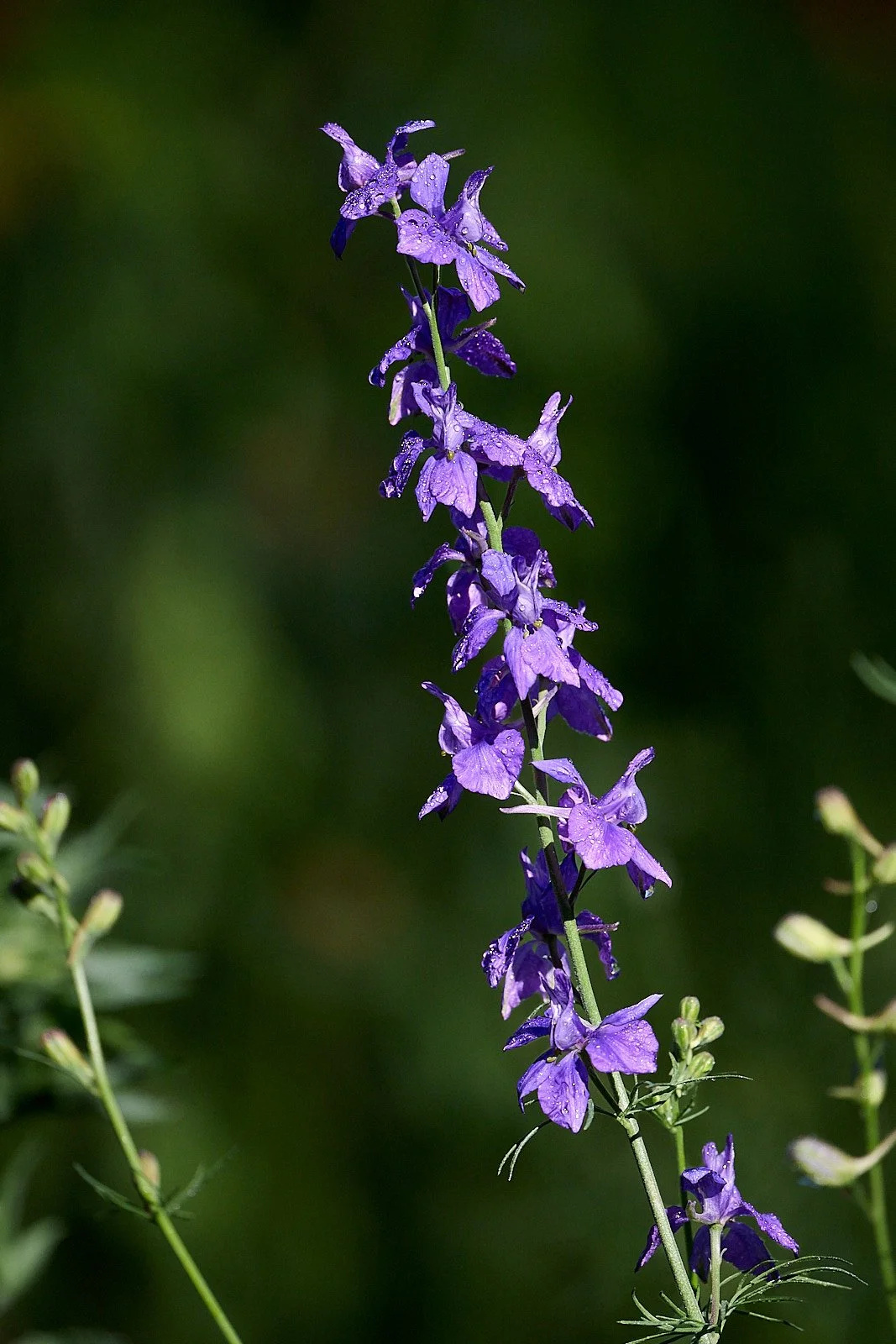 Delphinium spp