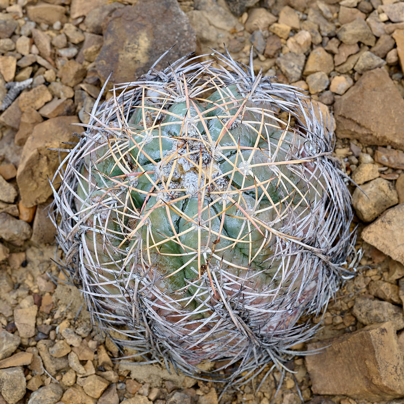 Eagle claw cactus