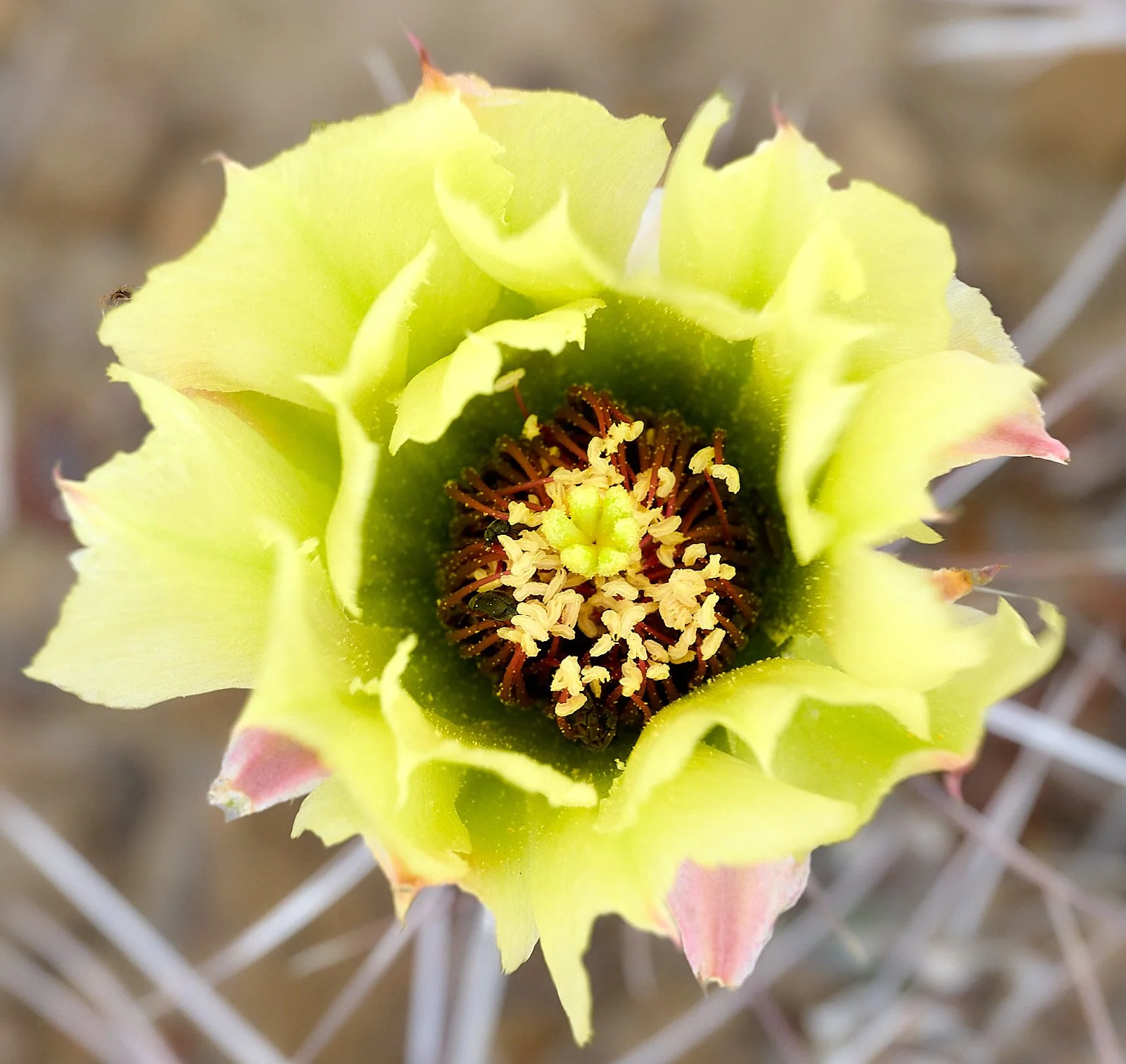 Unknown species of cactus