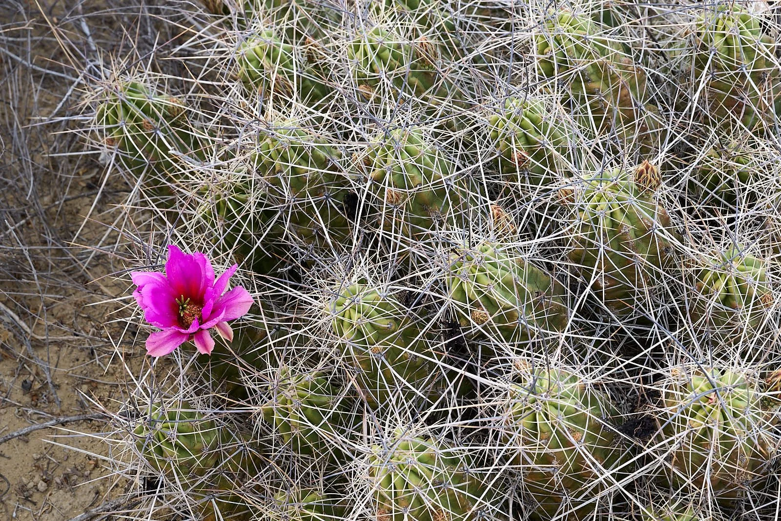 Hedgehog cactus