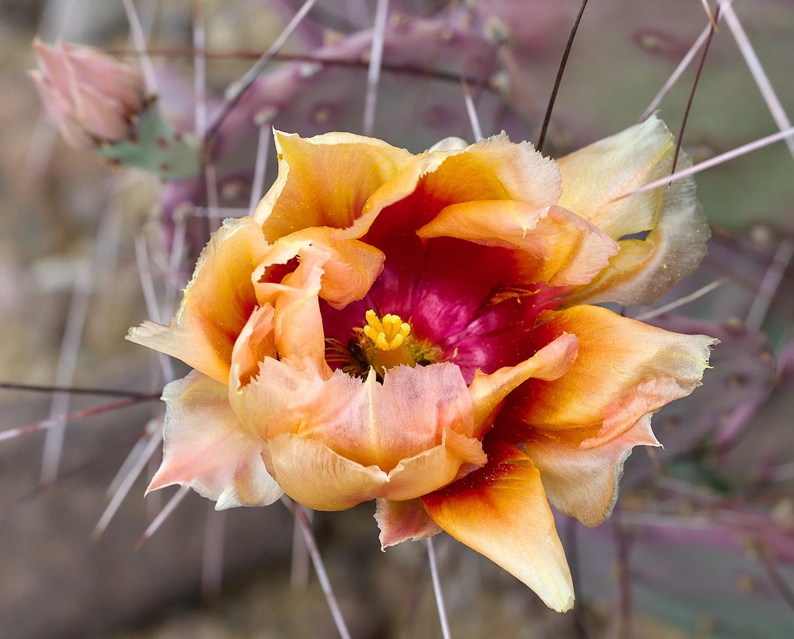 Opuntia spp