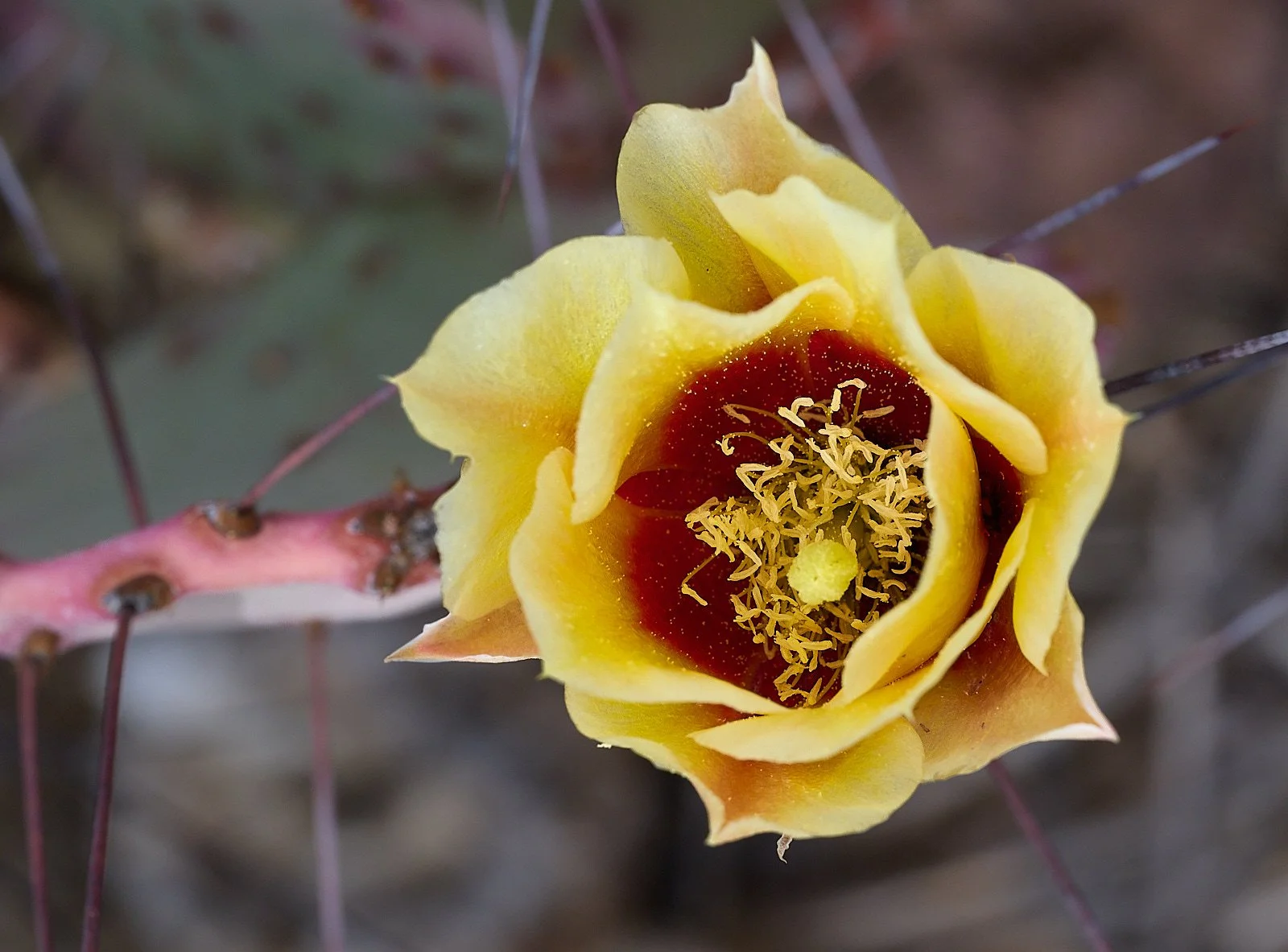 Opuntia azurea