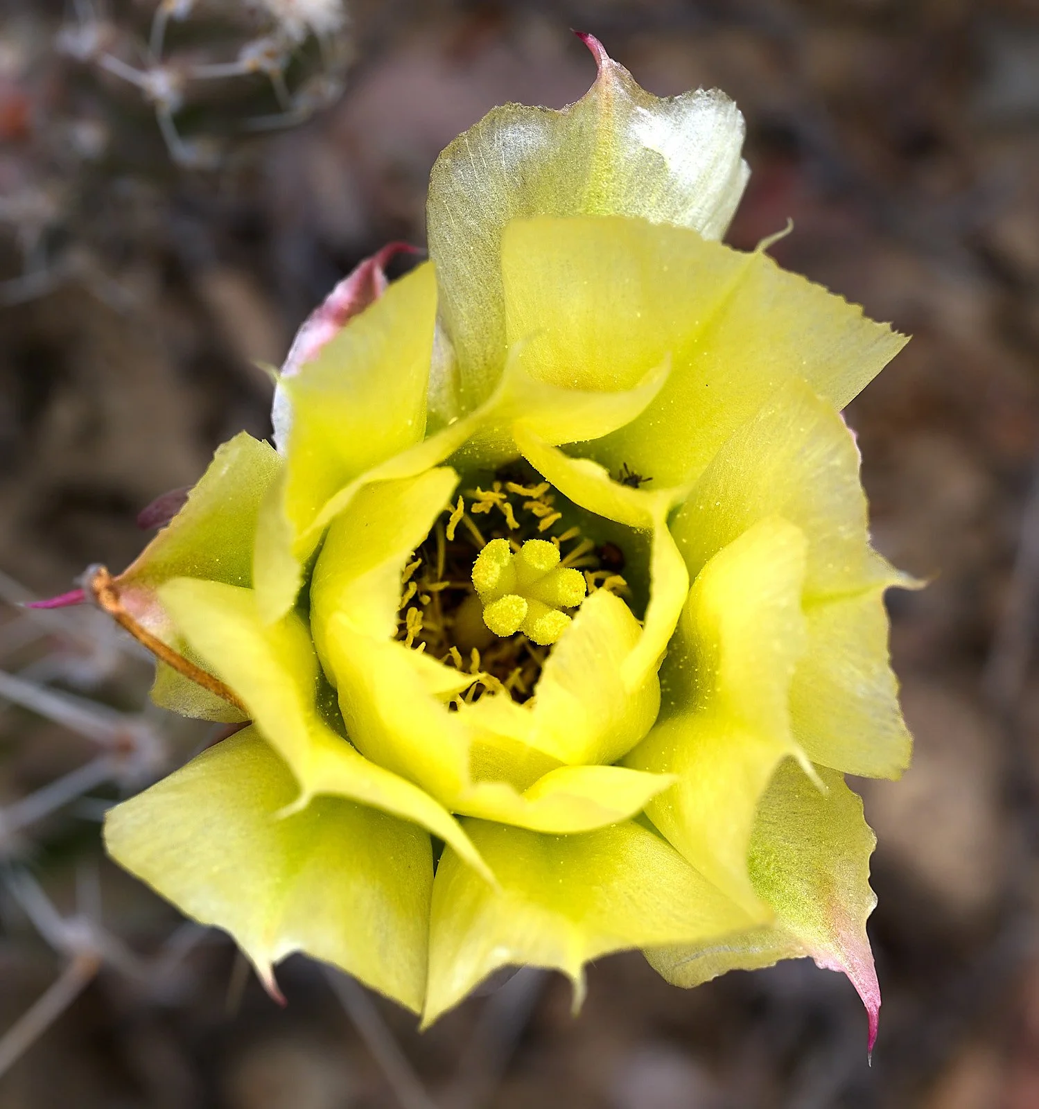 Unknown cactus spp