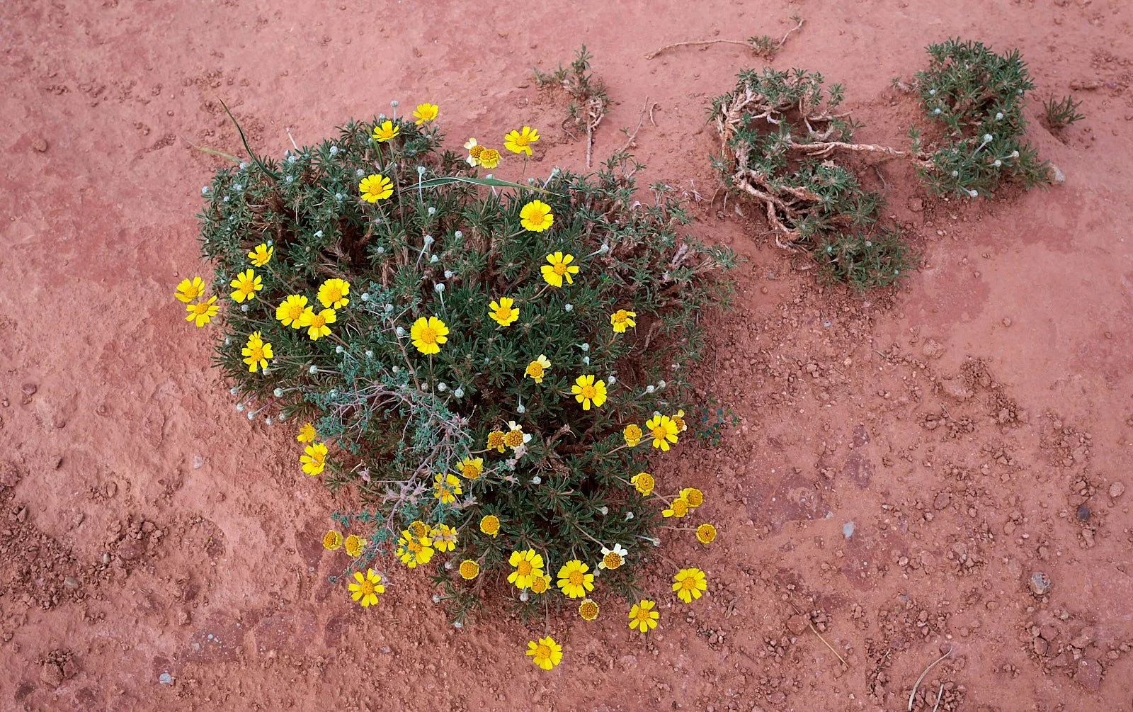 Tetraneuris scaposa