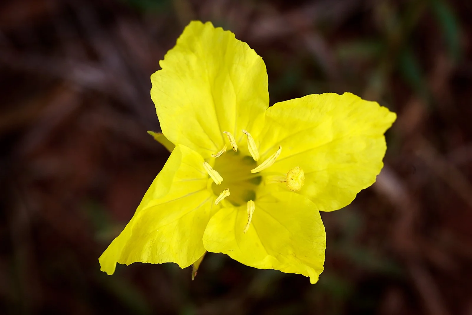 Evening primrose