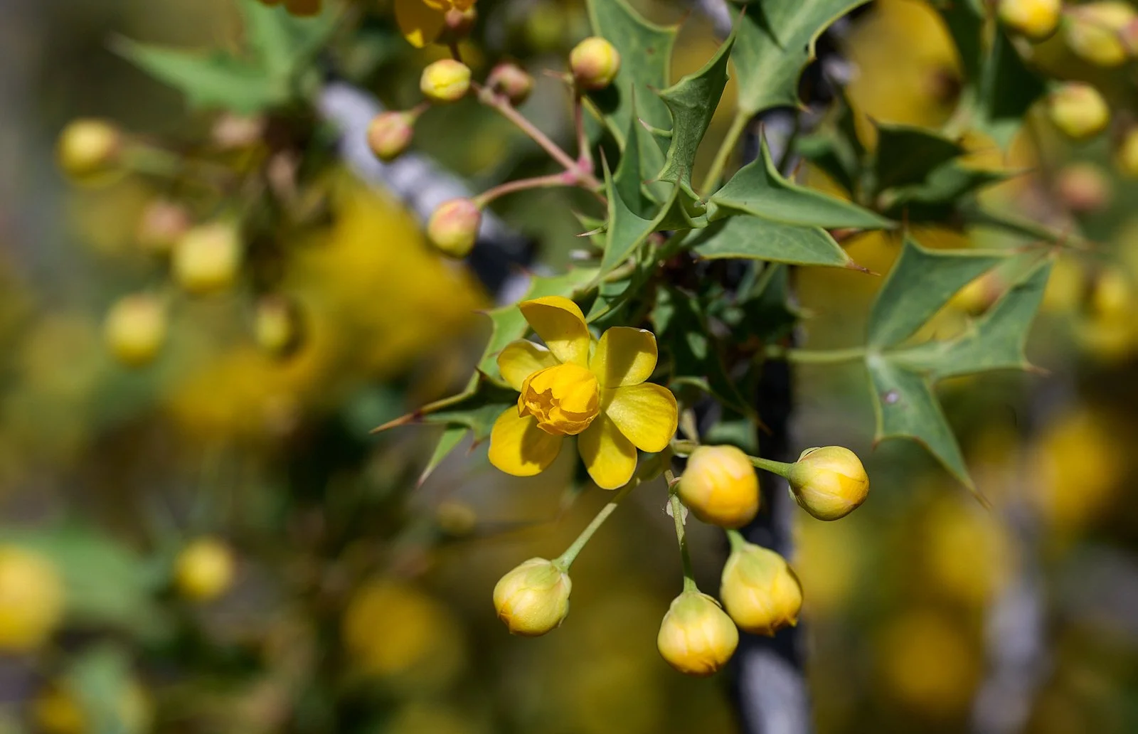 Berberis spp