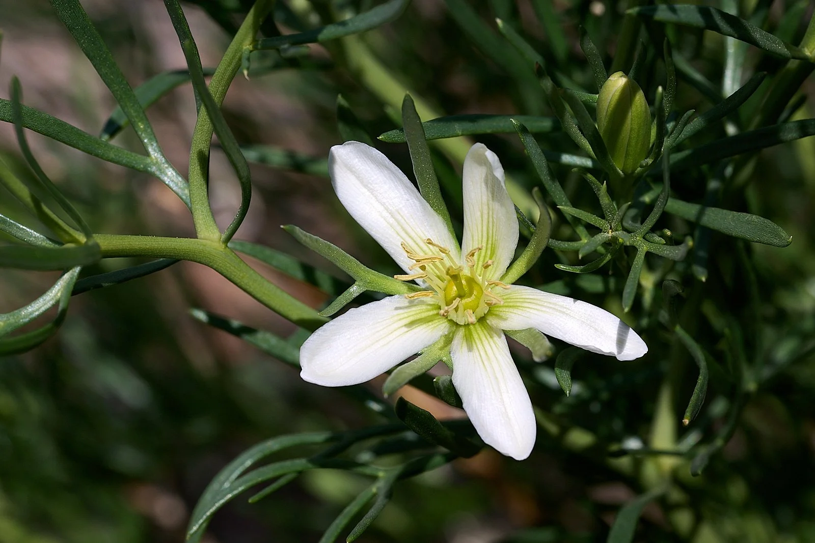Peganum harmala 