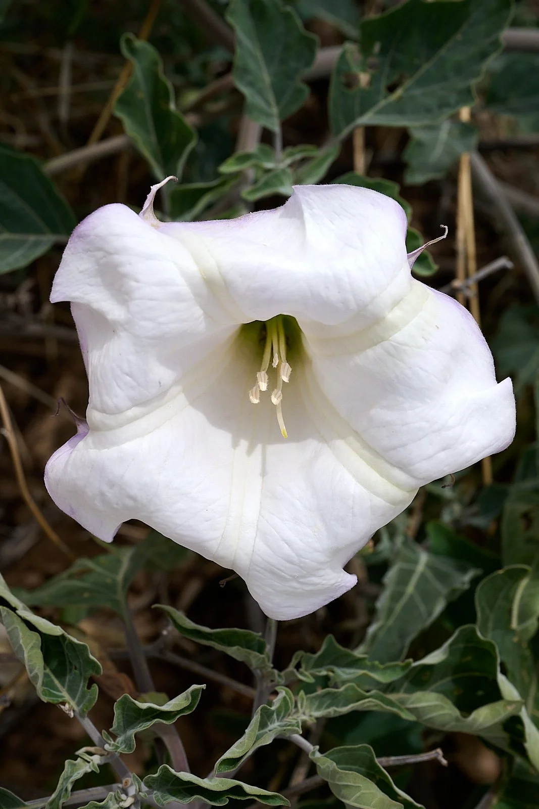Morning glory