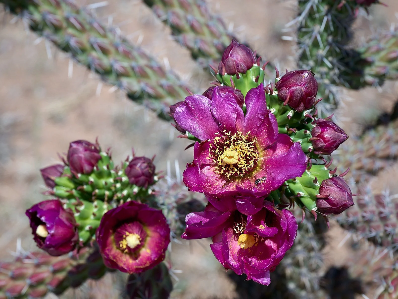 Cane cholla