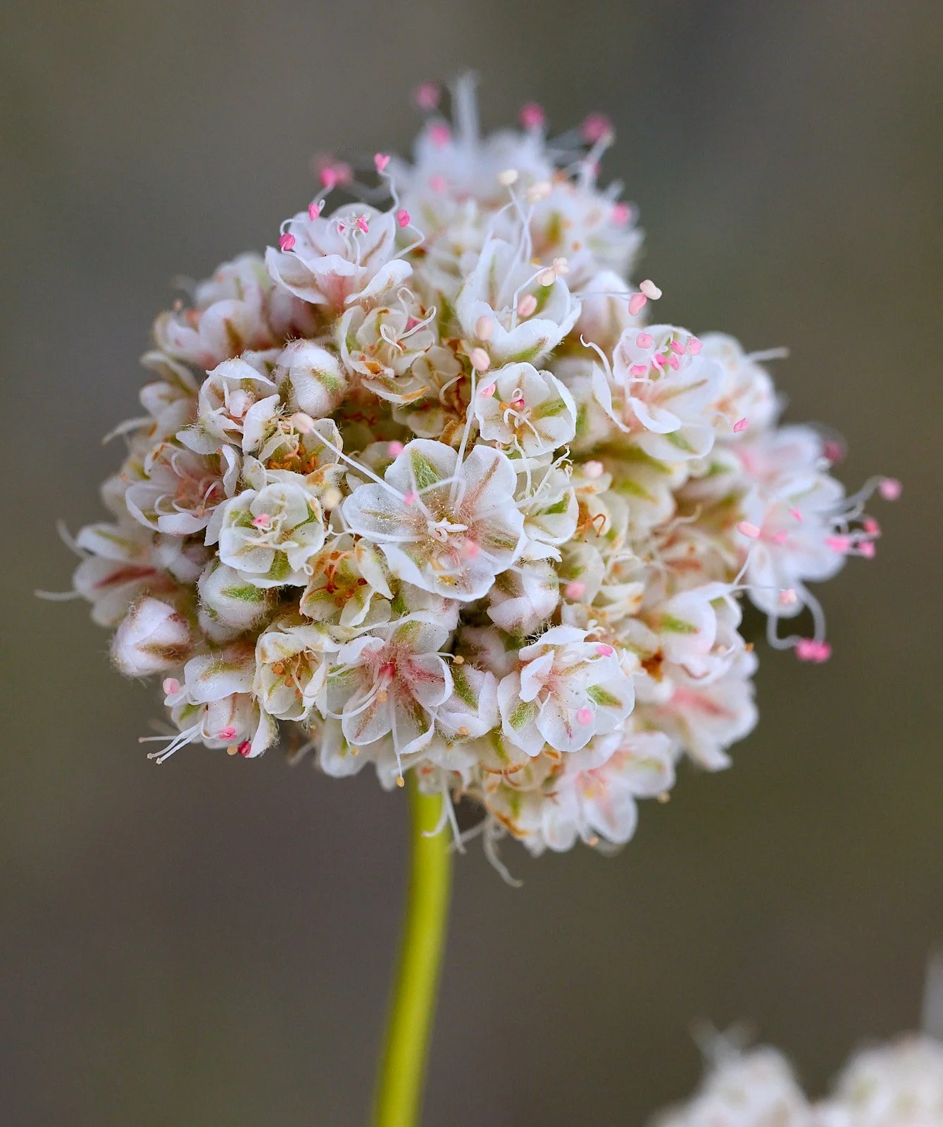 Buckwheat spp
