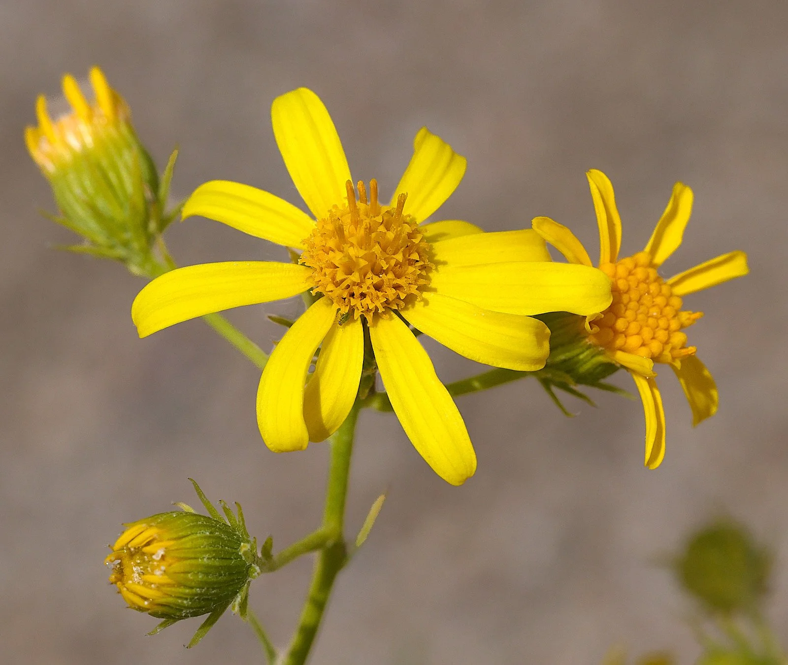 Asteracea spp