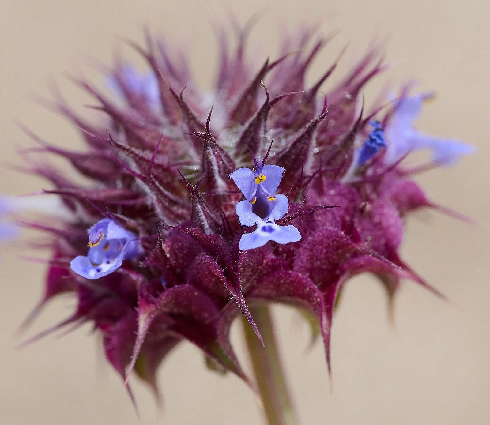 Salvia dorrii