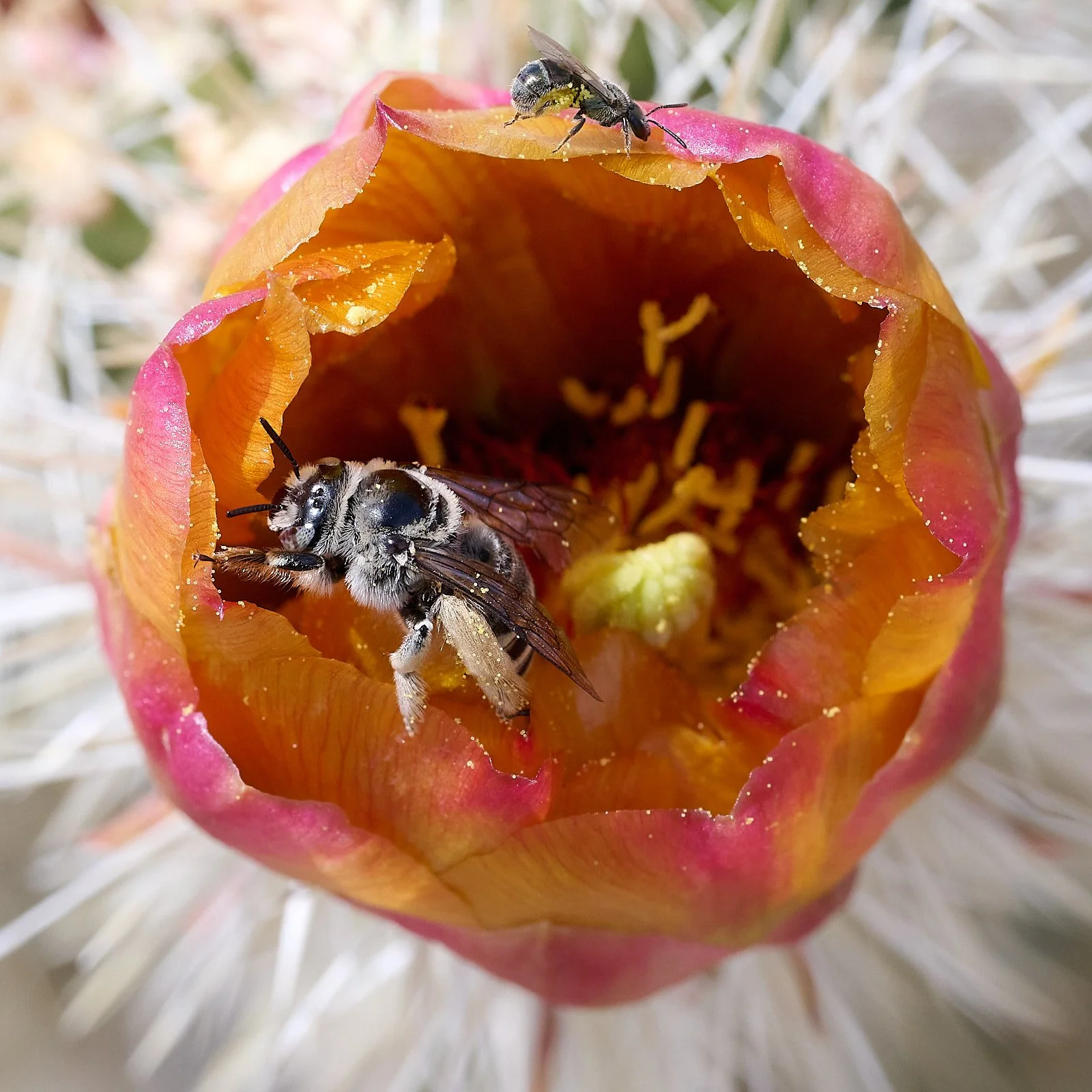 Cholla spp